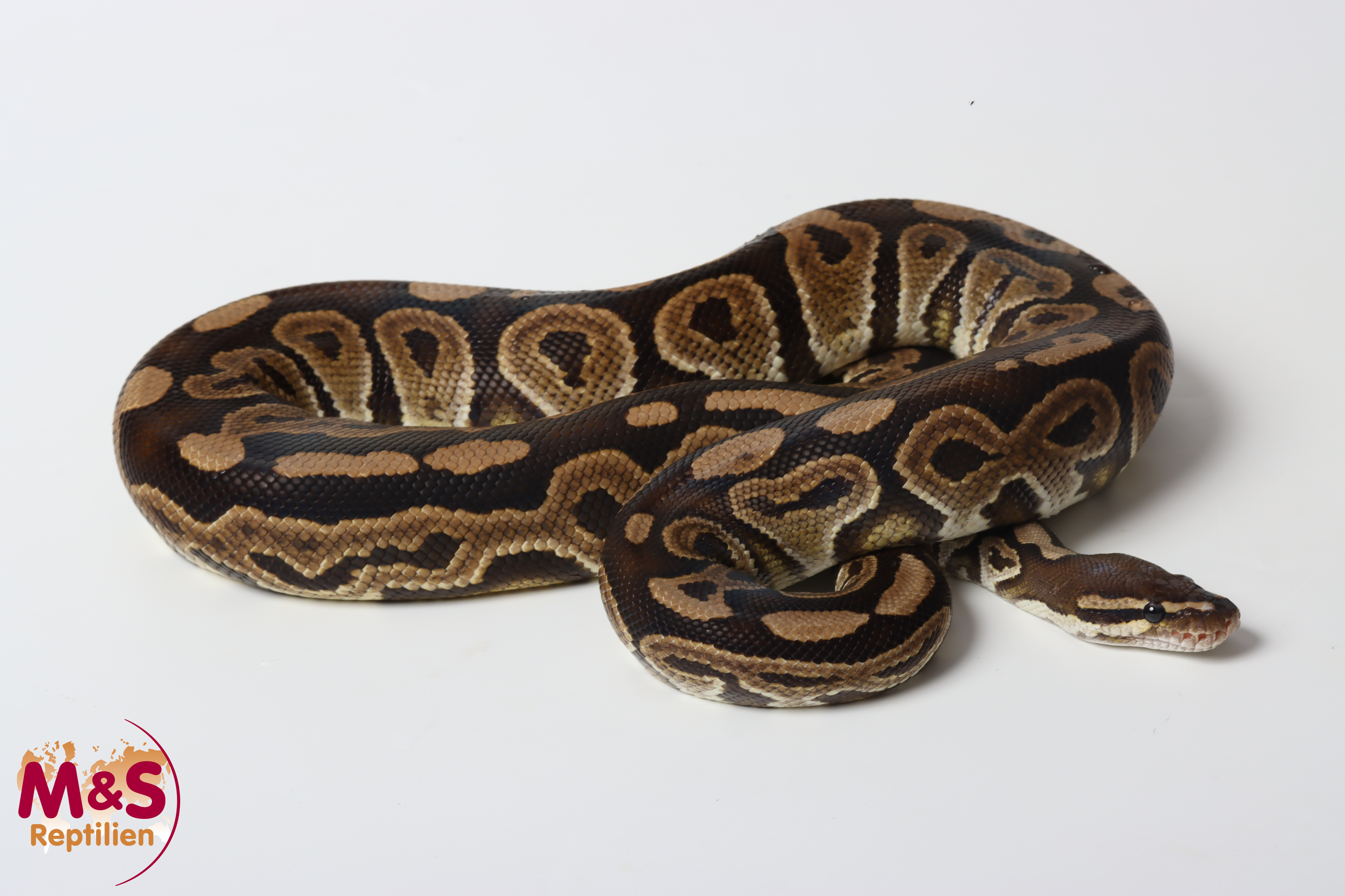 1.0 (Male) Odd Königspython NZ´M&S´22 Python regius
