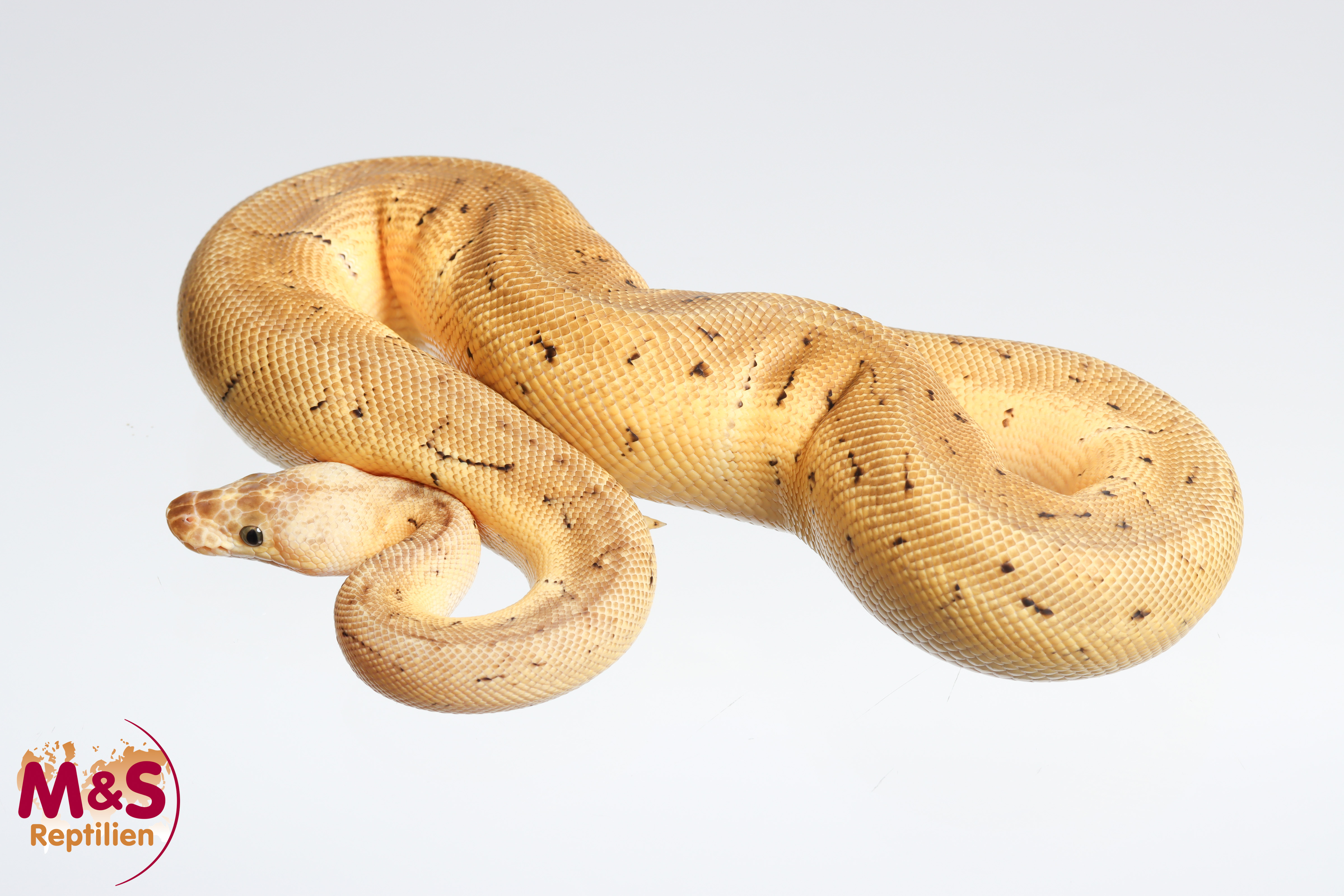 1.0 (Male) Lemonblast - Clown 100% hetero Desert Ghost Königspython NZ´M&S´25 P.regius