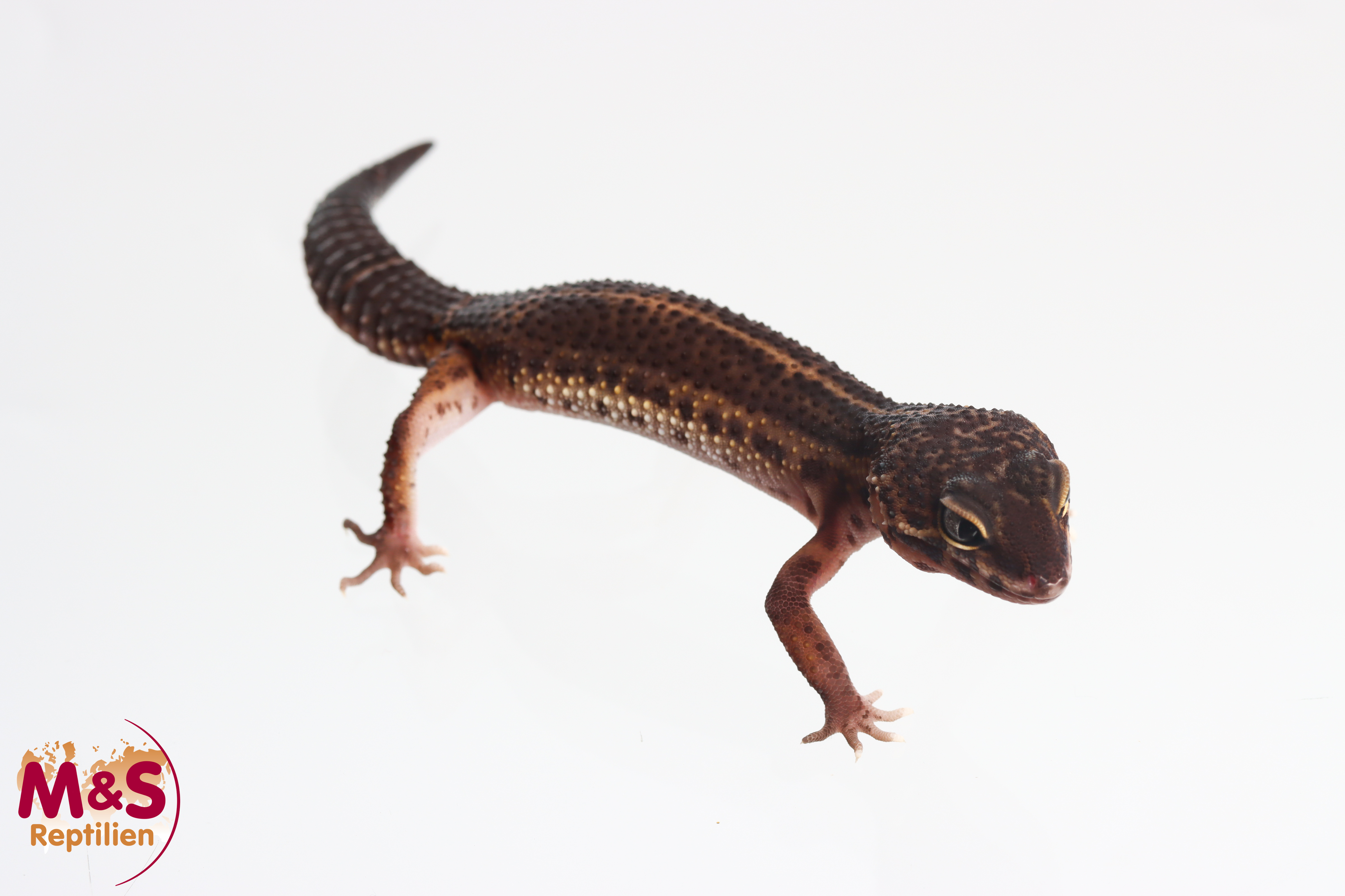 0.1 (Female) Black Night Eclipse Tattoo Leopardgecko NZ'24 (subadult) E. macularius (Originalbild)