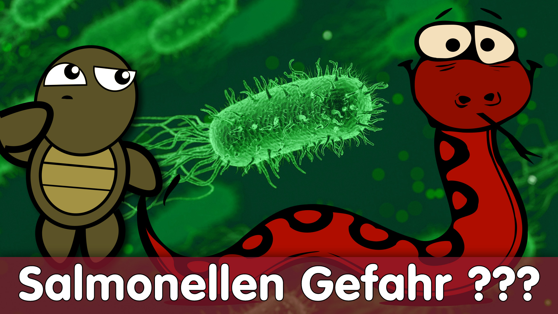 Salmonellen Gefahr! | Machen uns Reptilien KRANK?
