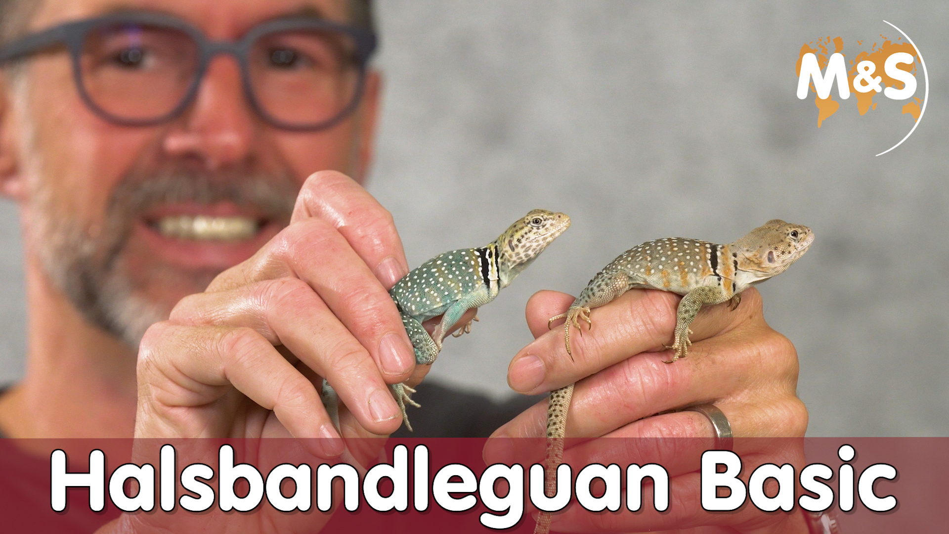 Halsbandleguan Basic | Crotaphytus collaris | Reptil TV