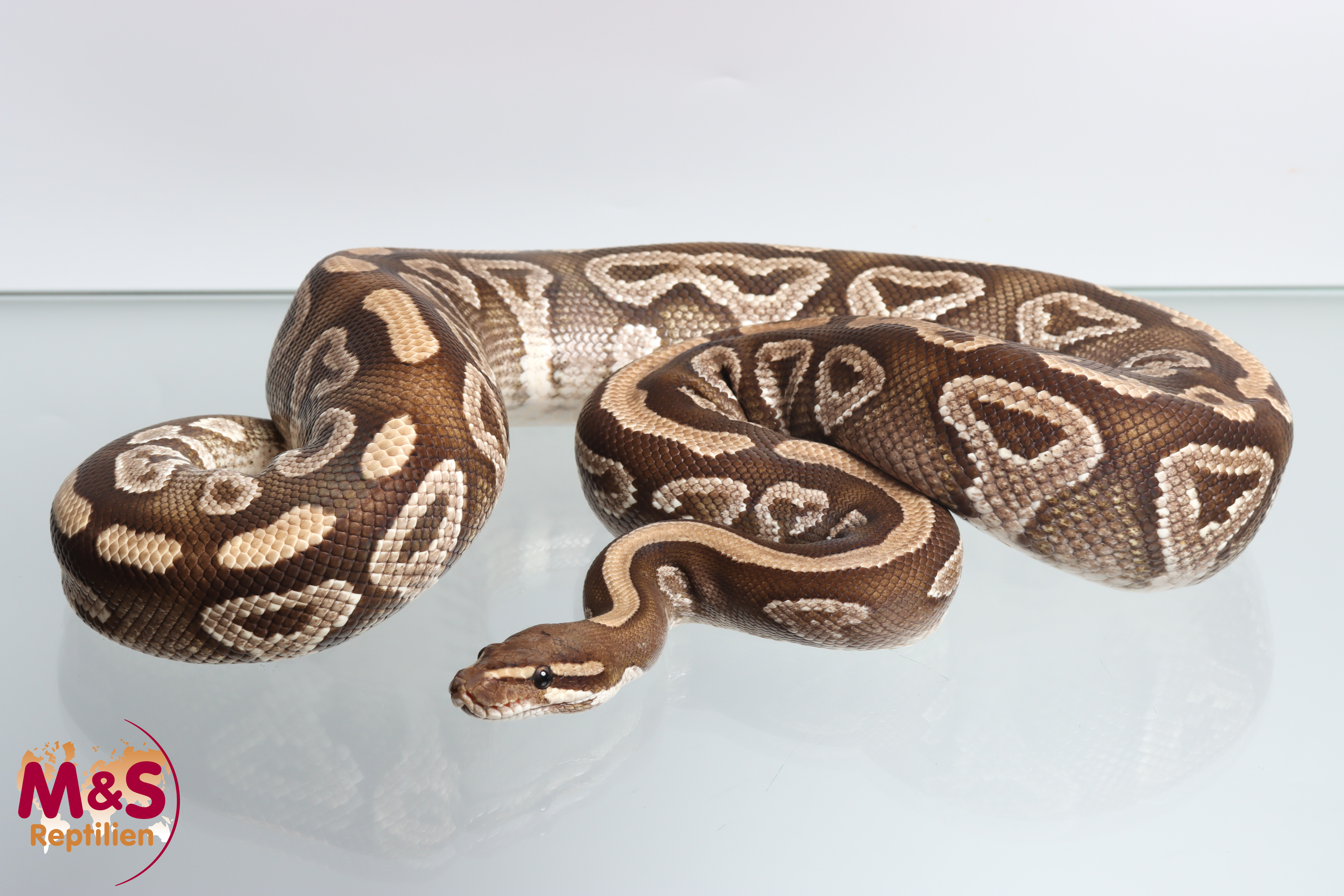 1.0 (Male) Gravel-Mojave Königspython NZ´M&S´16 Python regius