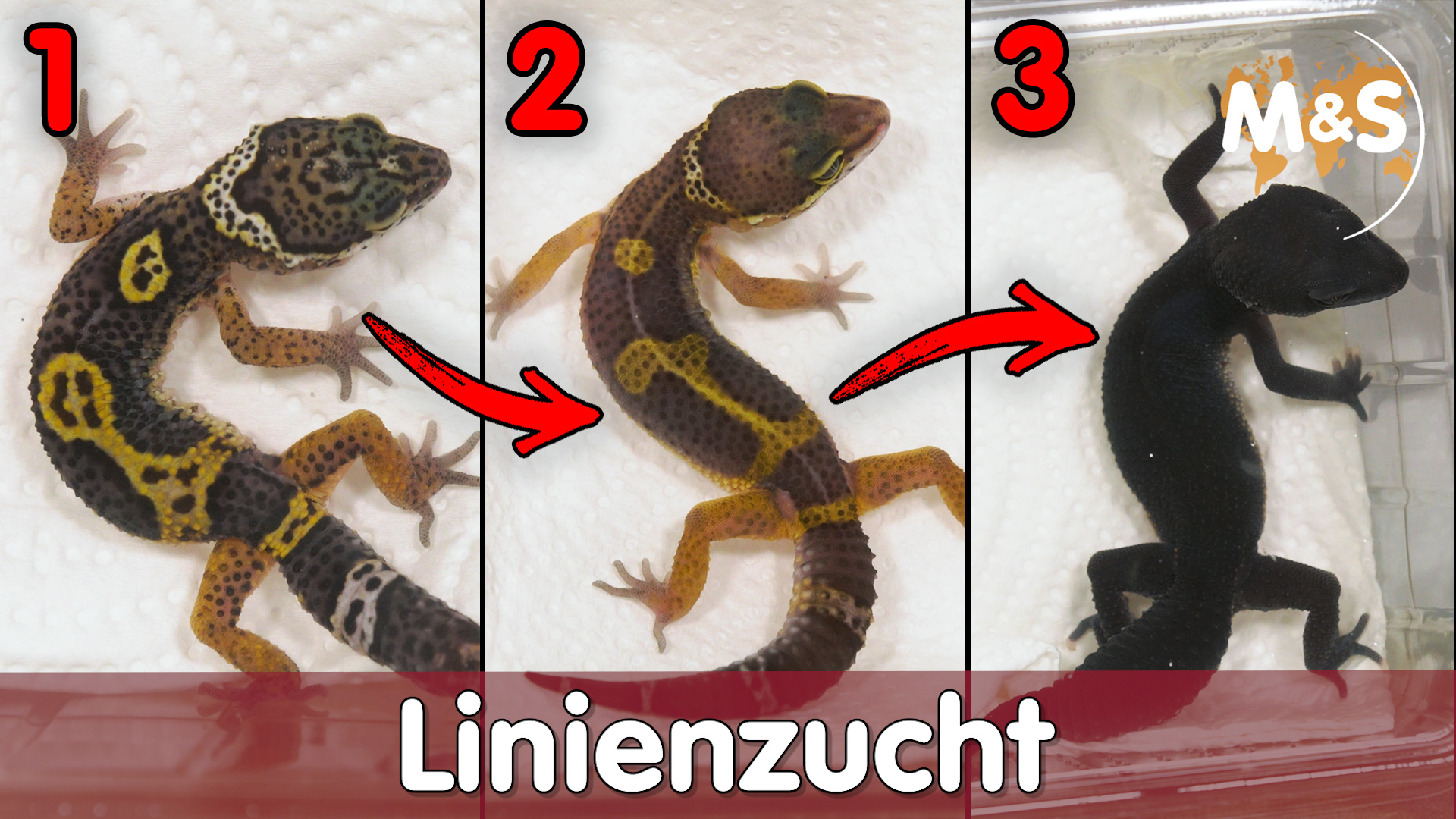 So geht LINIENZUCHT! | Selektive Zucht von Reptilien | Reptil TV