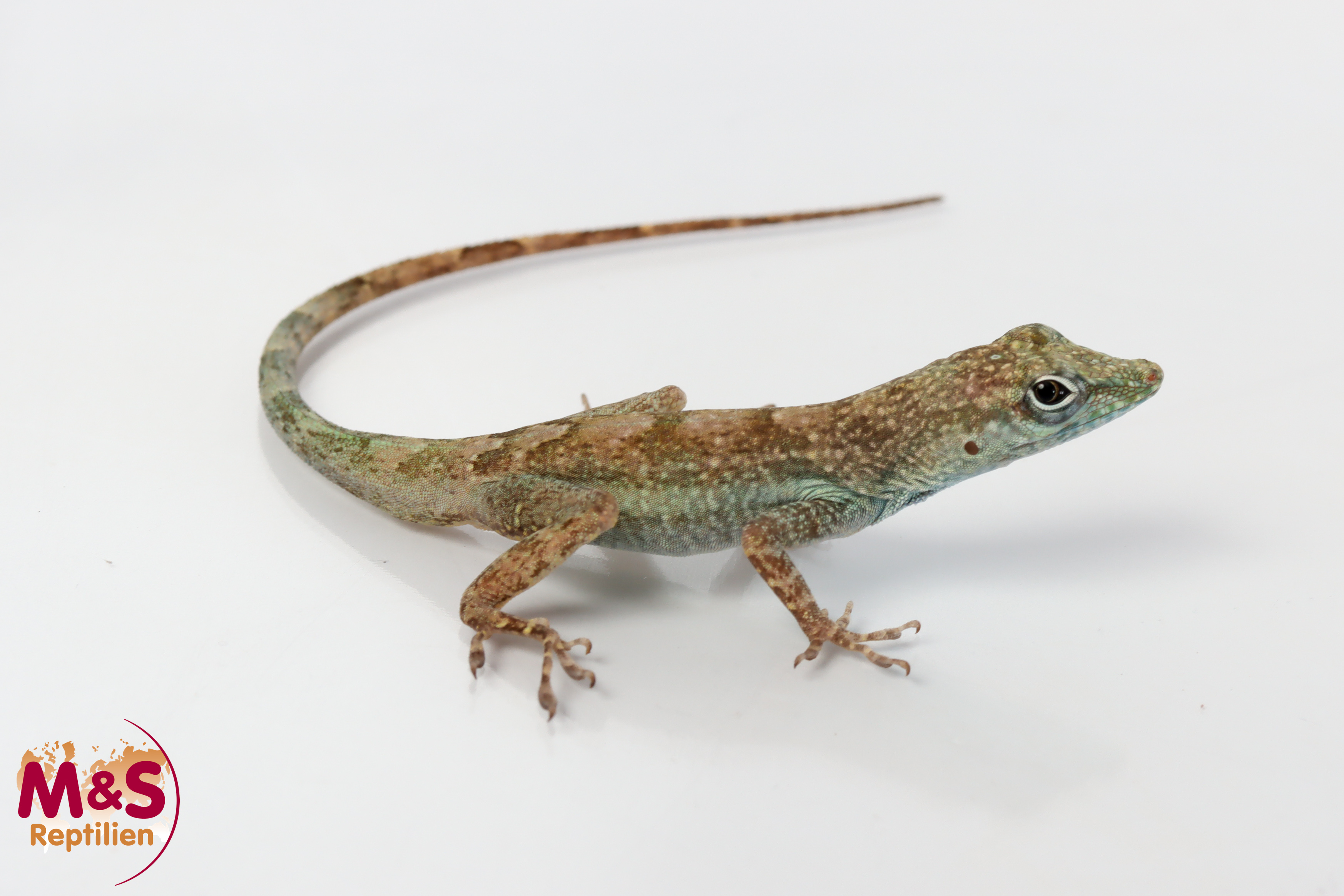1.0 (Male) Blaufächer Anolis NZ' 25 (ca.15cm) Anolis conspersus