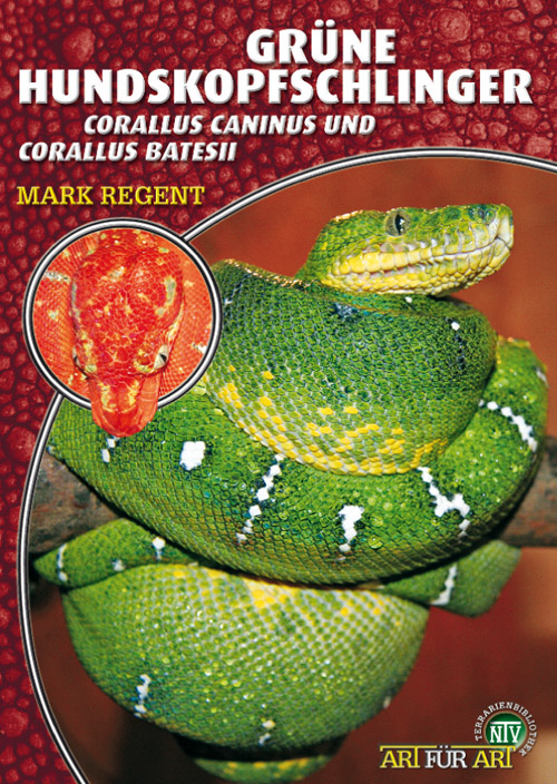 Grüne Hundskopfschlinger - Corallus caninus & Corallus batesii (Mark Regent)