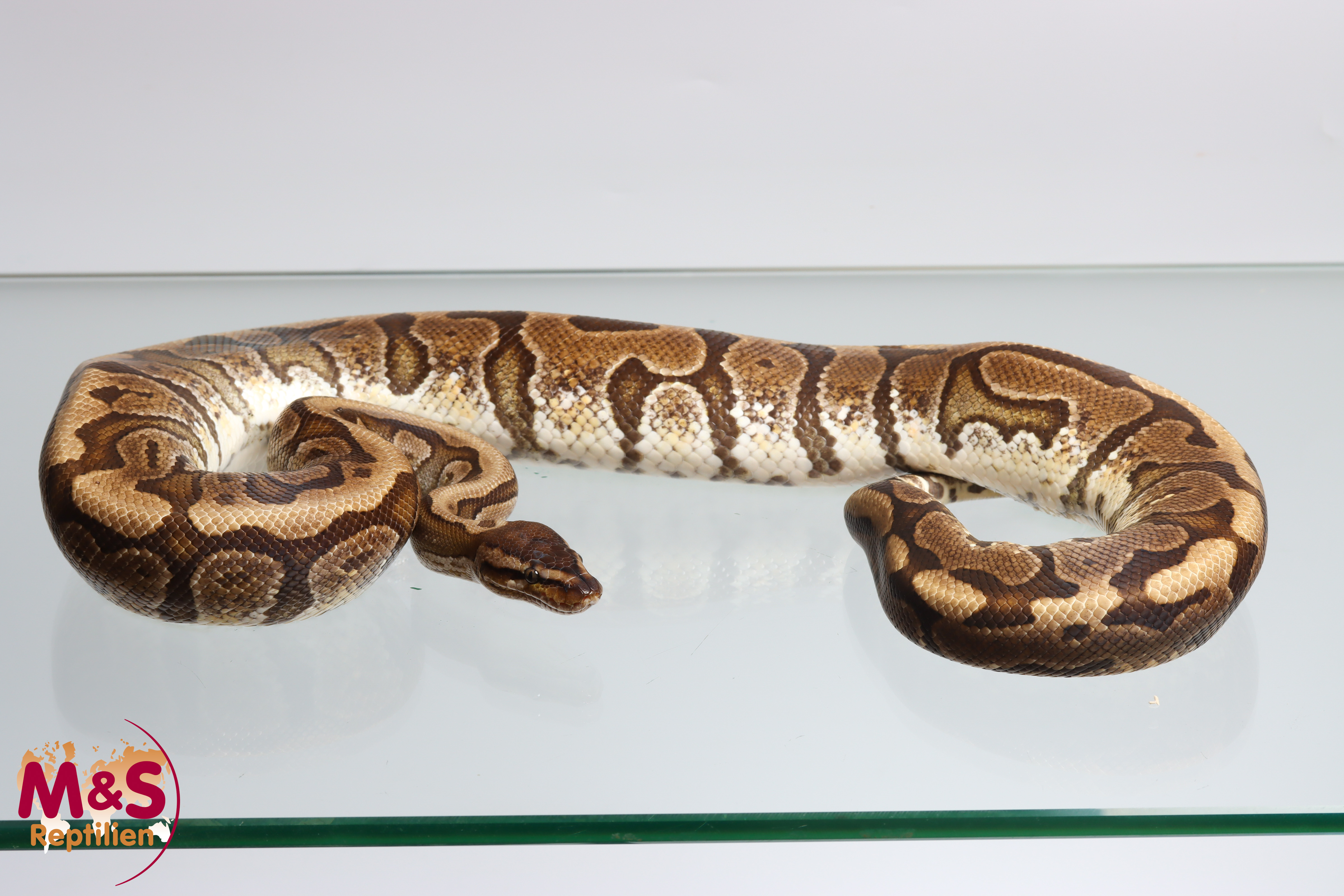 Woma Python Patterns 1.0 (Male) Woma Königspython NZ´M&S´23 Python regius | 23Woma1603 | M&S ...