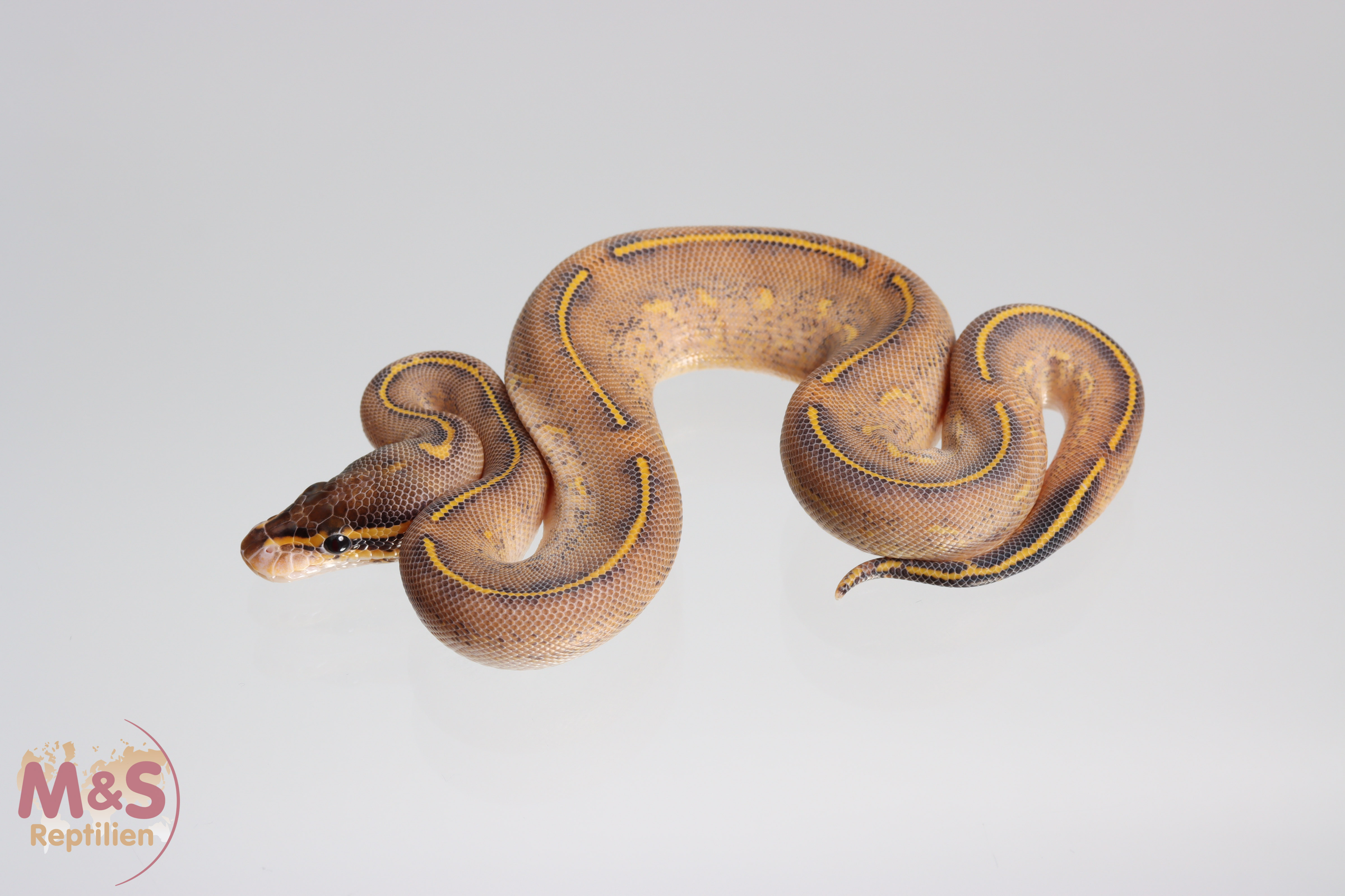 0.1 (Female) Highway (Gravel - Yellowbelly) Königspython NZ´M&S´21 Python regius