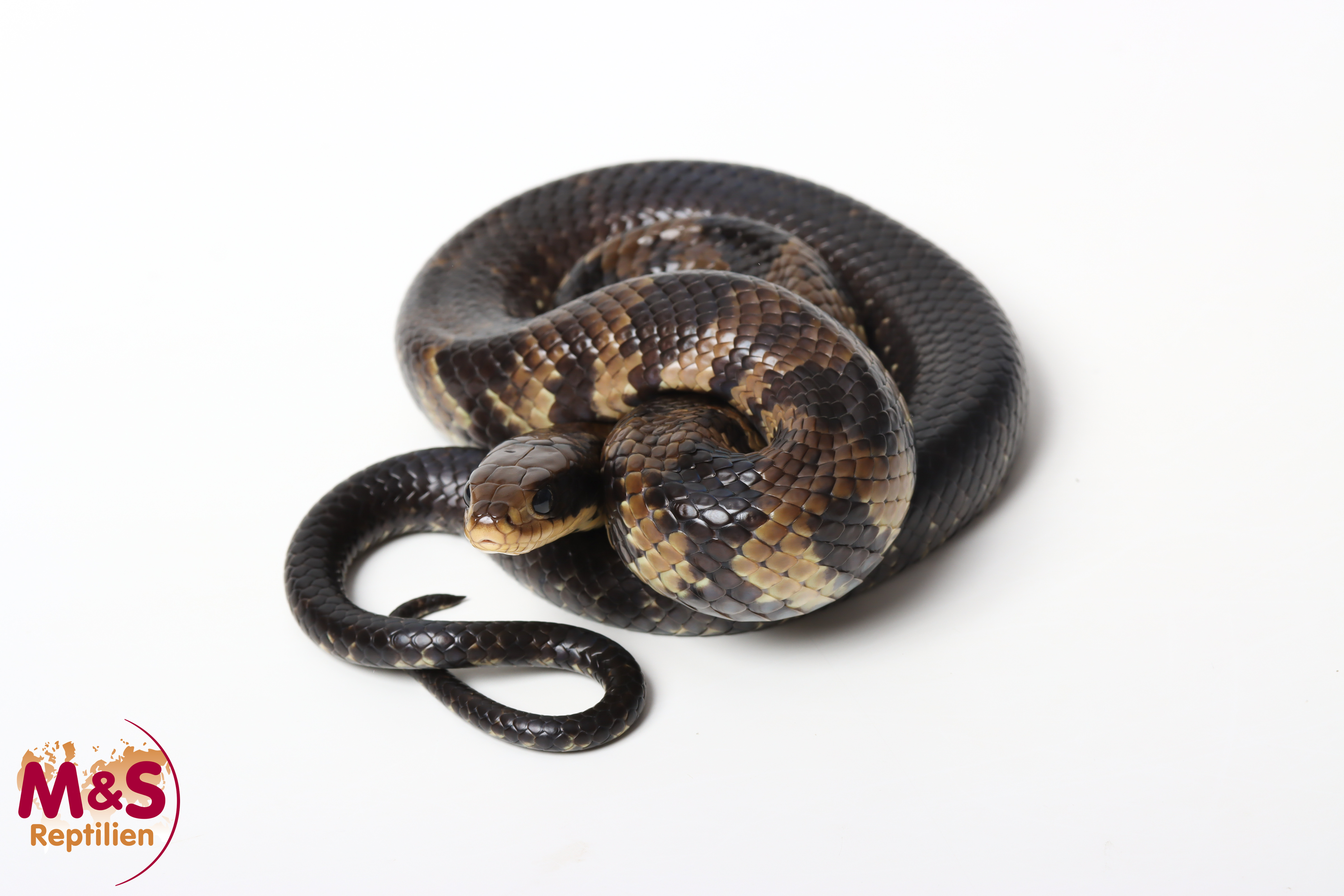1.0 (Male) Falsche Wasserkobra ''66% poss. Scaleless '' NZ´25 (ca.90-100cm) Hydrodynastes gigas