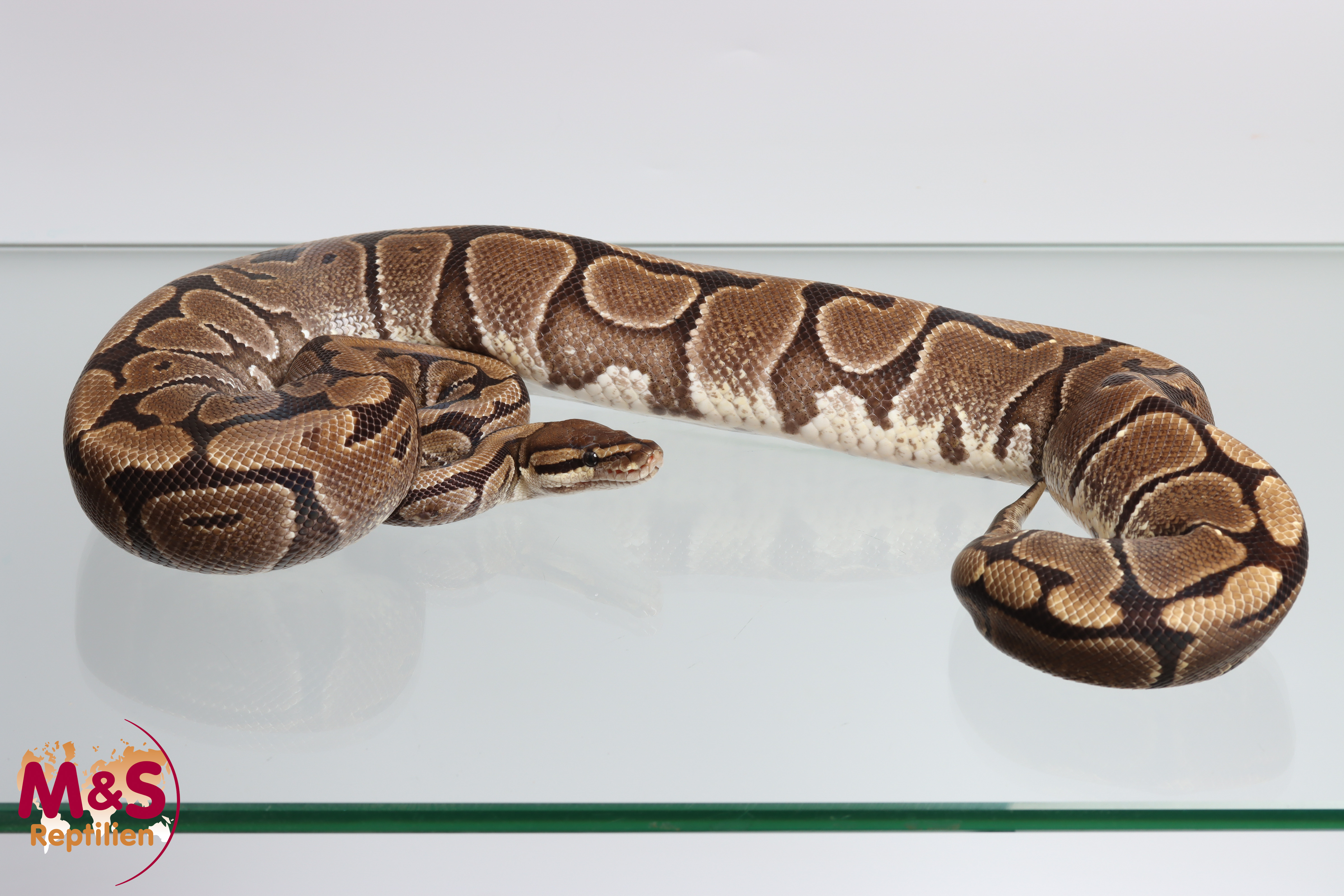 0.1 (Female) Creme Königspython NZ´M&S´17 Python regius