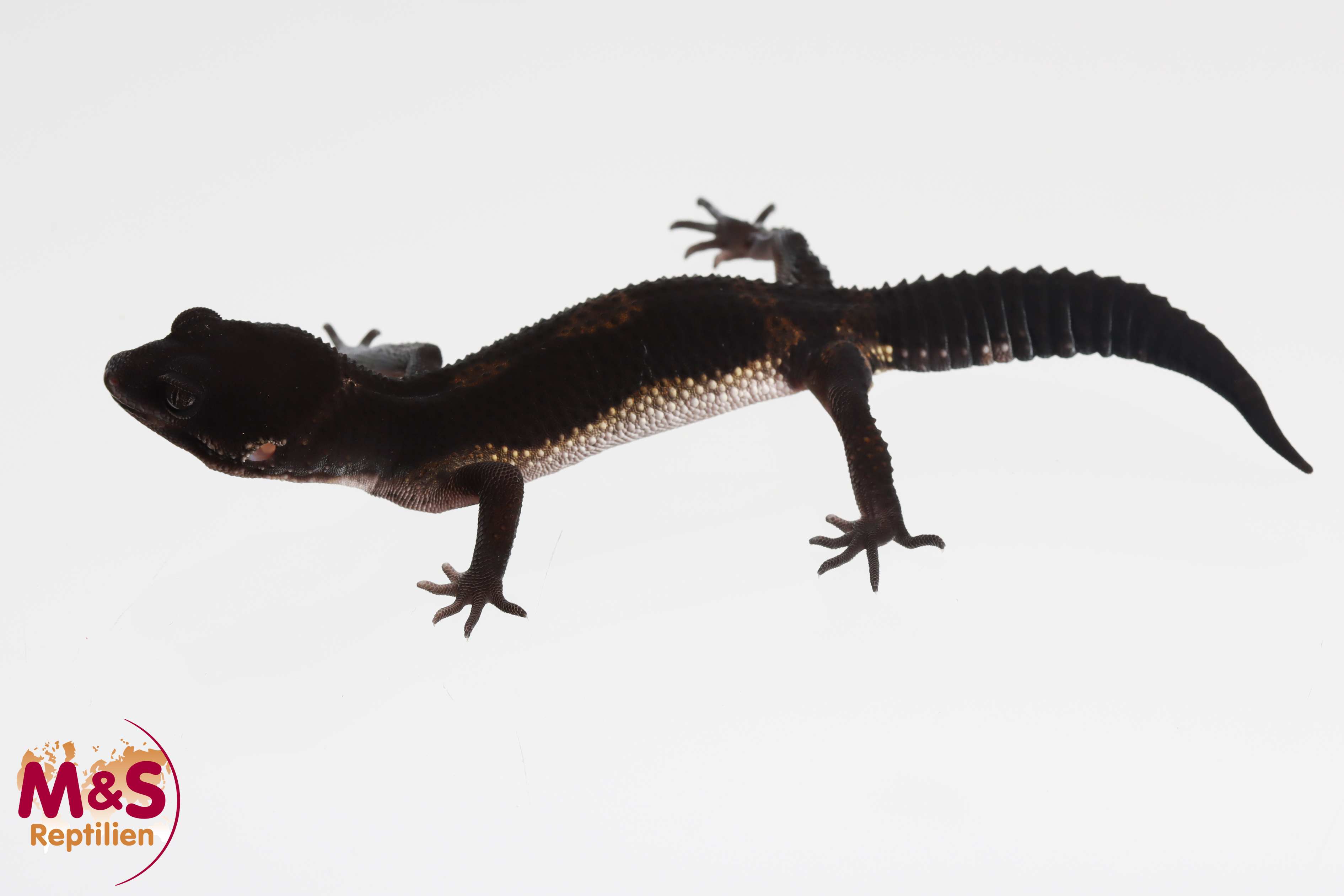 0.1 (Female) Black Night Leopardgecko ( leichter Schwanzfehler) NZ'25 (ca. 12 cm) E. macularius (Originalbild)