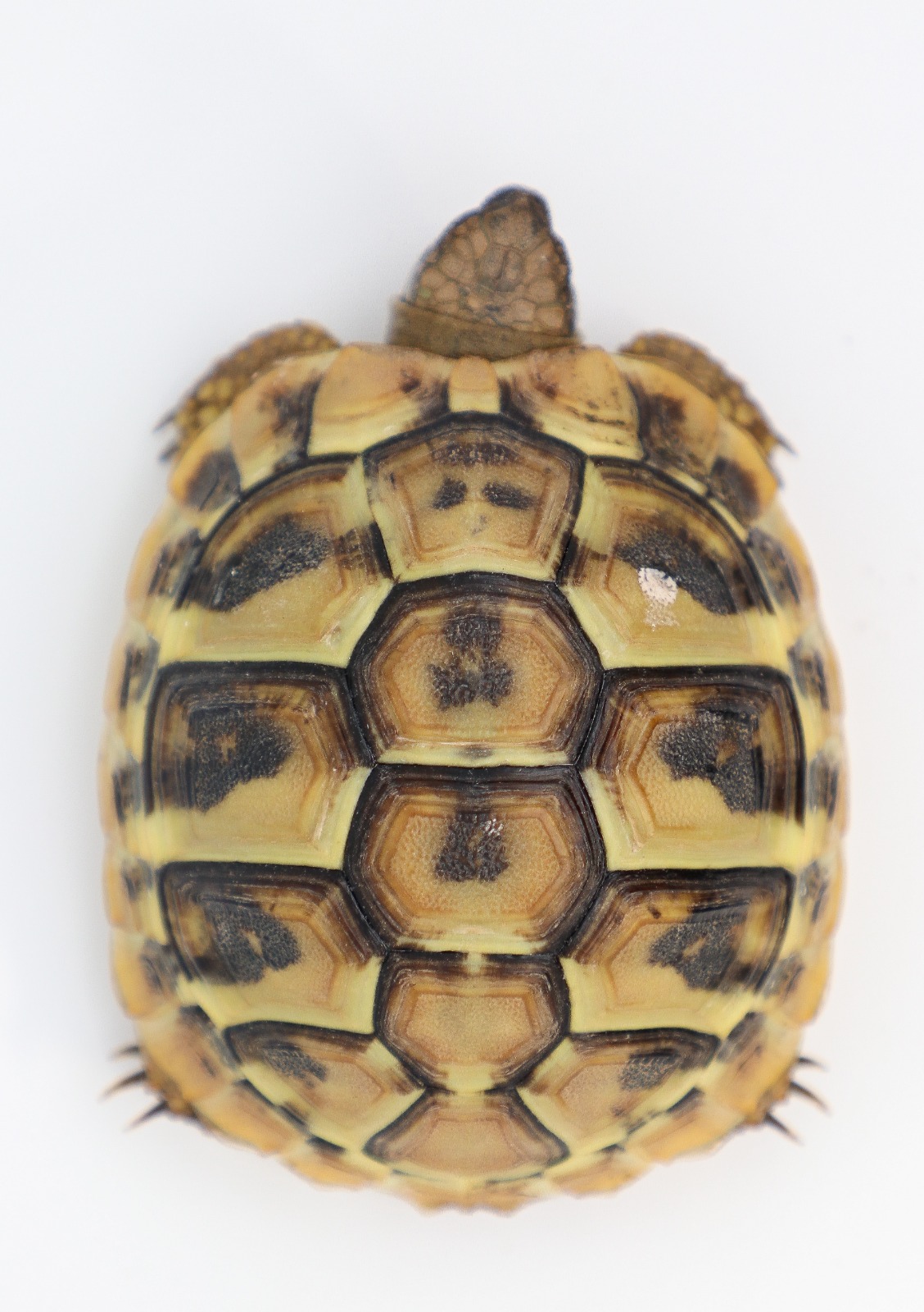 Griechische Landschildkröte (small) -Ostrasse- NZ´25 Testudo h. boetgeri (Symbolbild)