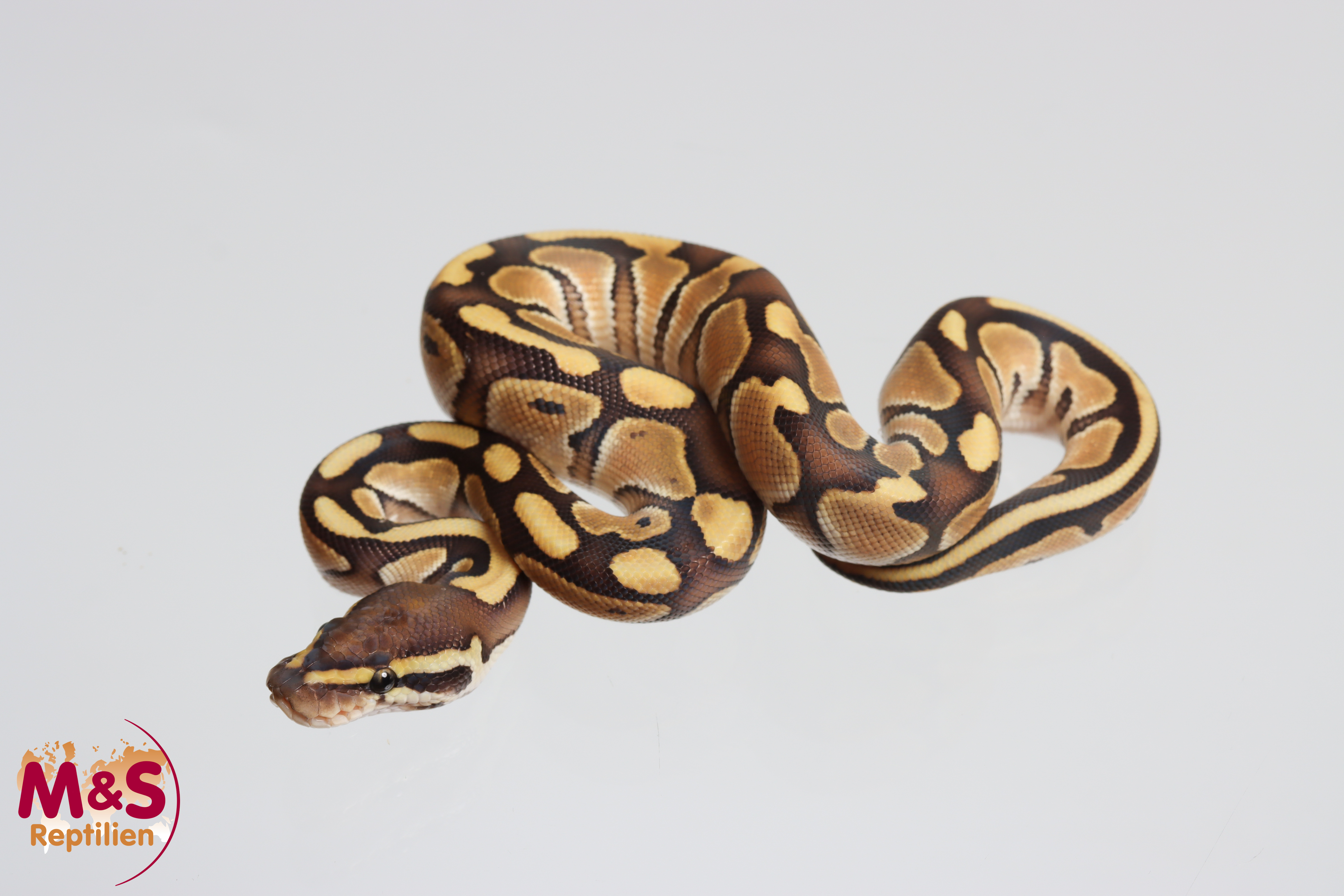 1.0 (Male)  Lesser Königspython NZ´M&S´26 Python regius