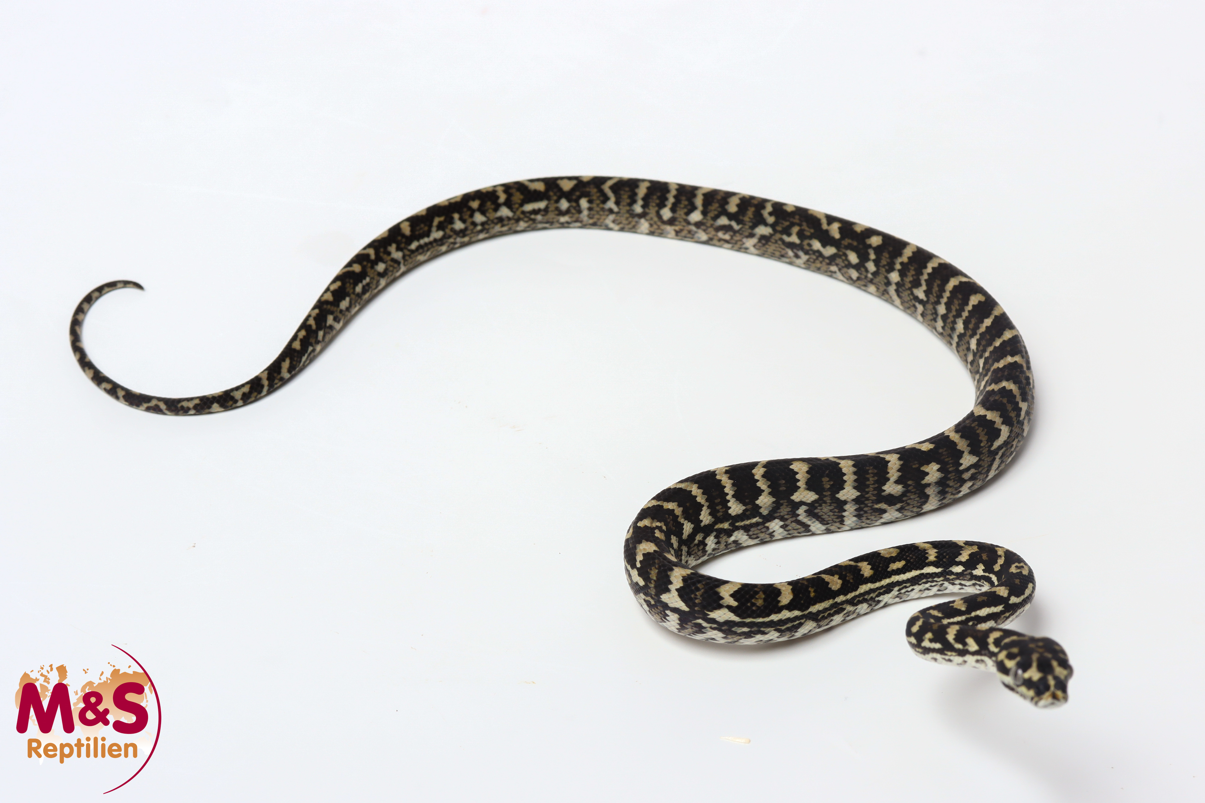 0.1 (Female) Cheynei 50 % German Bloodline Teppichpython NZ’25 (ca.55cm) Morelia spilota cheynei (Originalbild)