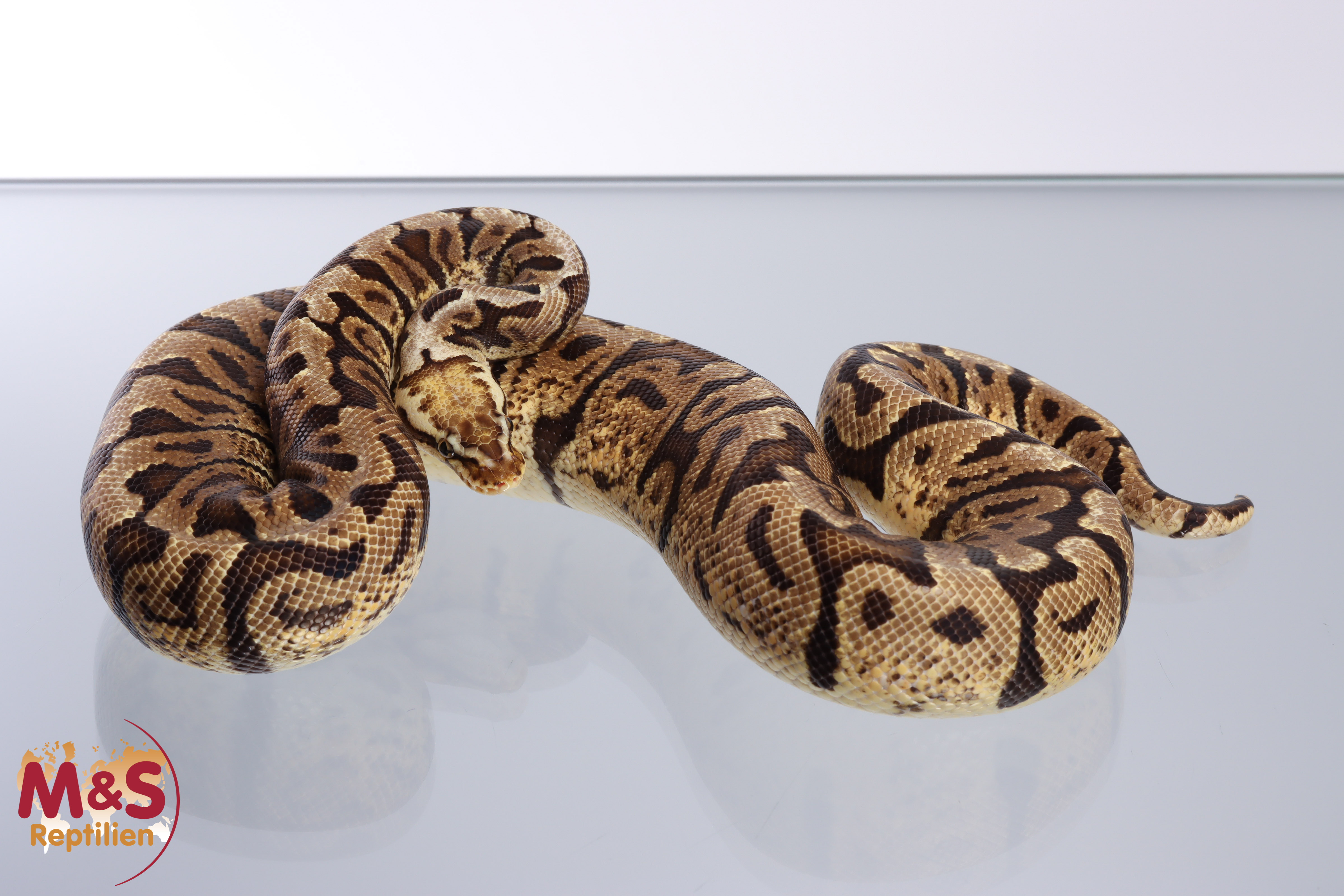 1.0 (Male) GHI Pastel Woma Königspython NZ´M&S´18 ( ca.1 kg) Python regius