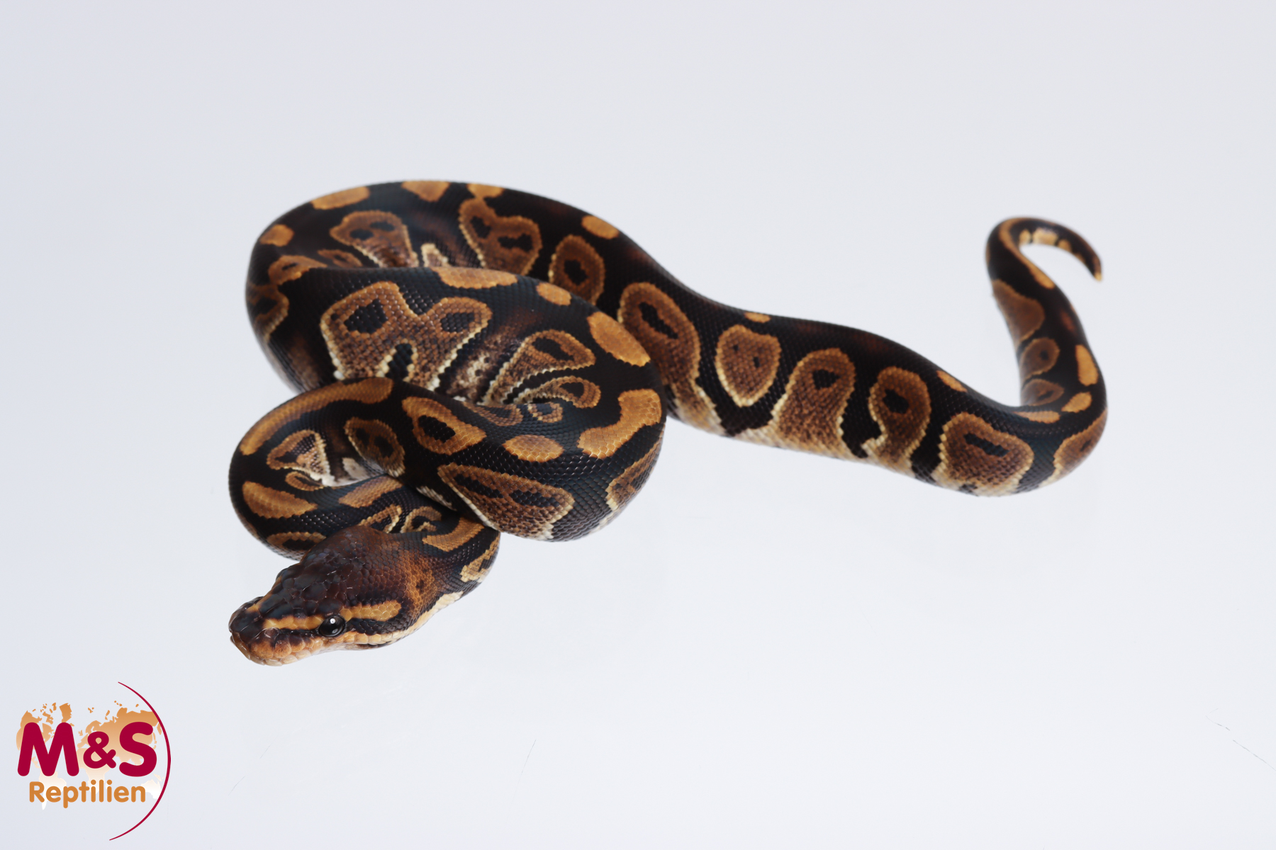 0.1 (Female) Mahogany 100% hetero Albino Königspython NZ´M&S´23 Python regius