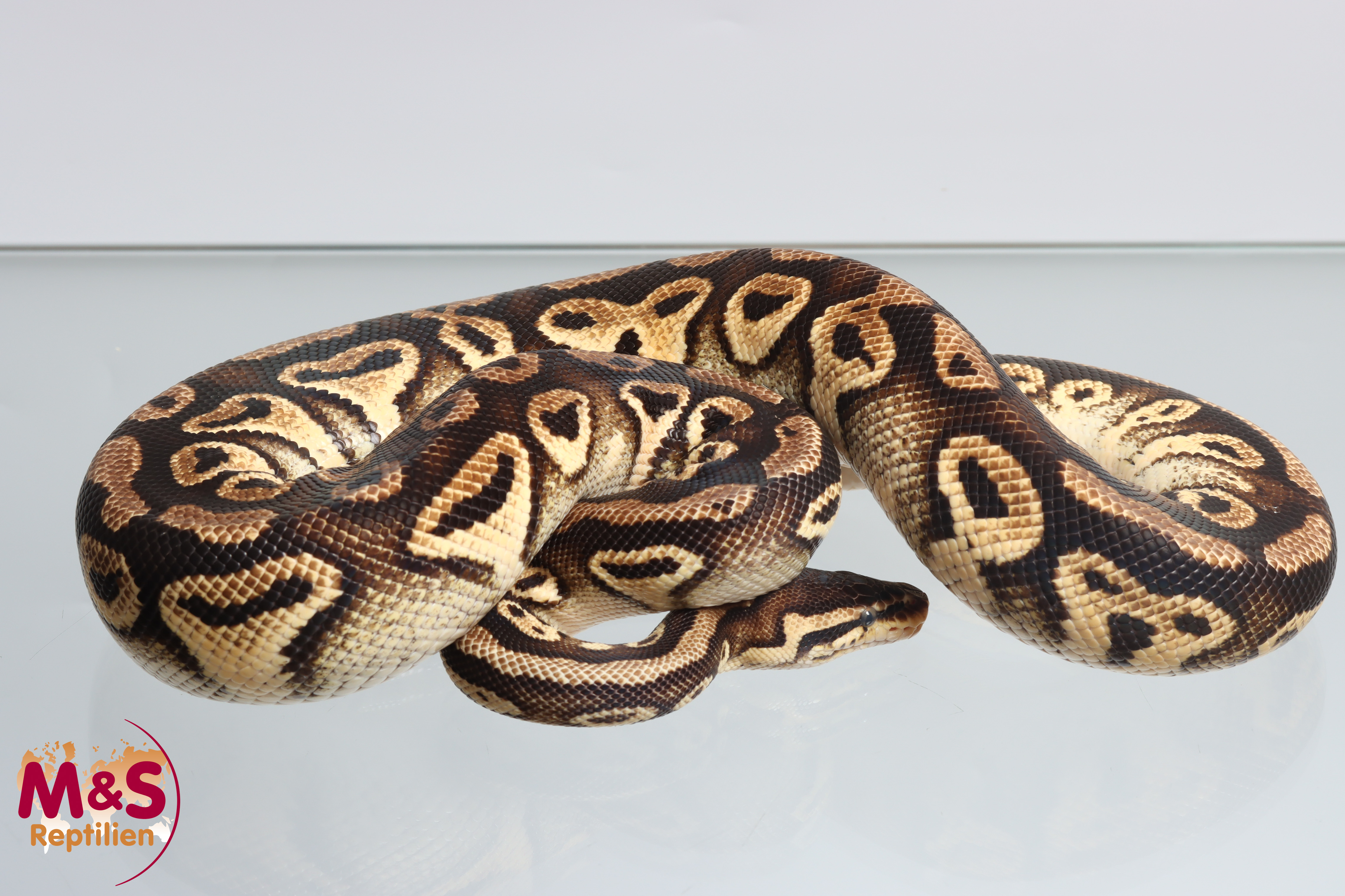 1.0 (Male) Bongo - Pastel  Königspython NZ´M&S´23 (adult) Python regius