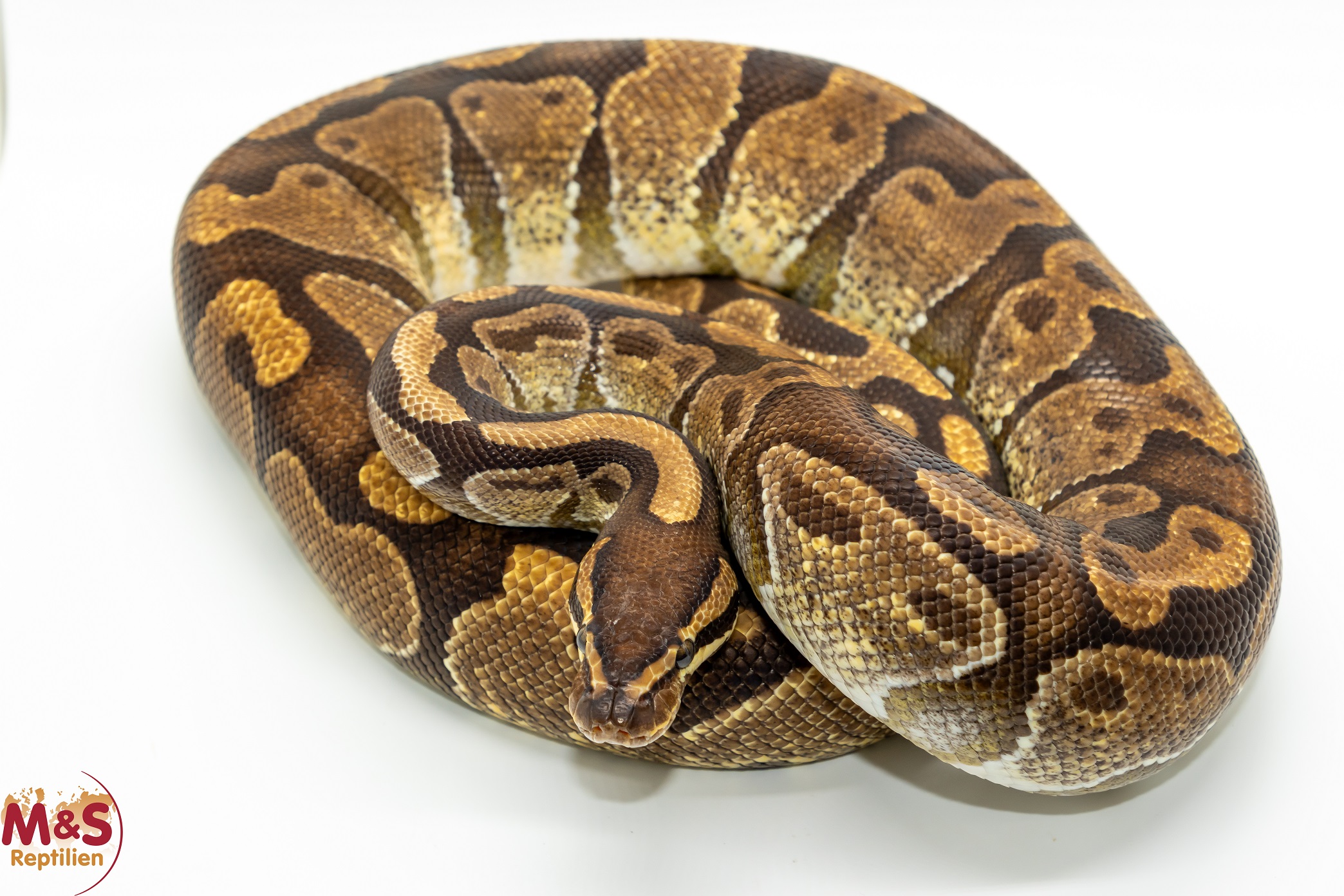 1.0 (Male) Enchi 100% hetero Sunset Königspython NZ´M&S´20 (adult)  Python regius