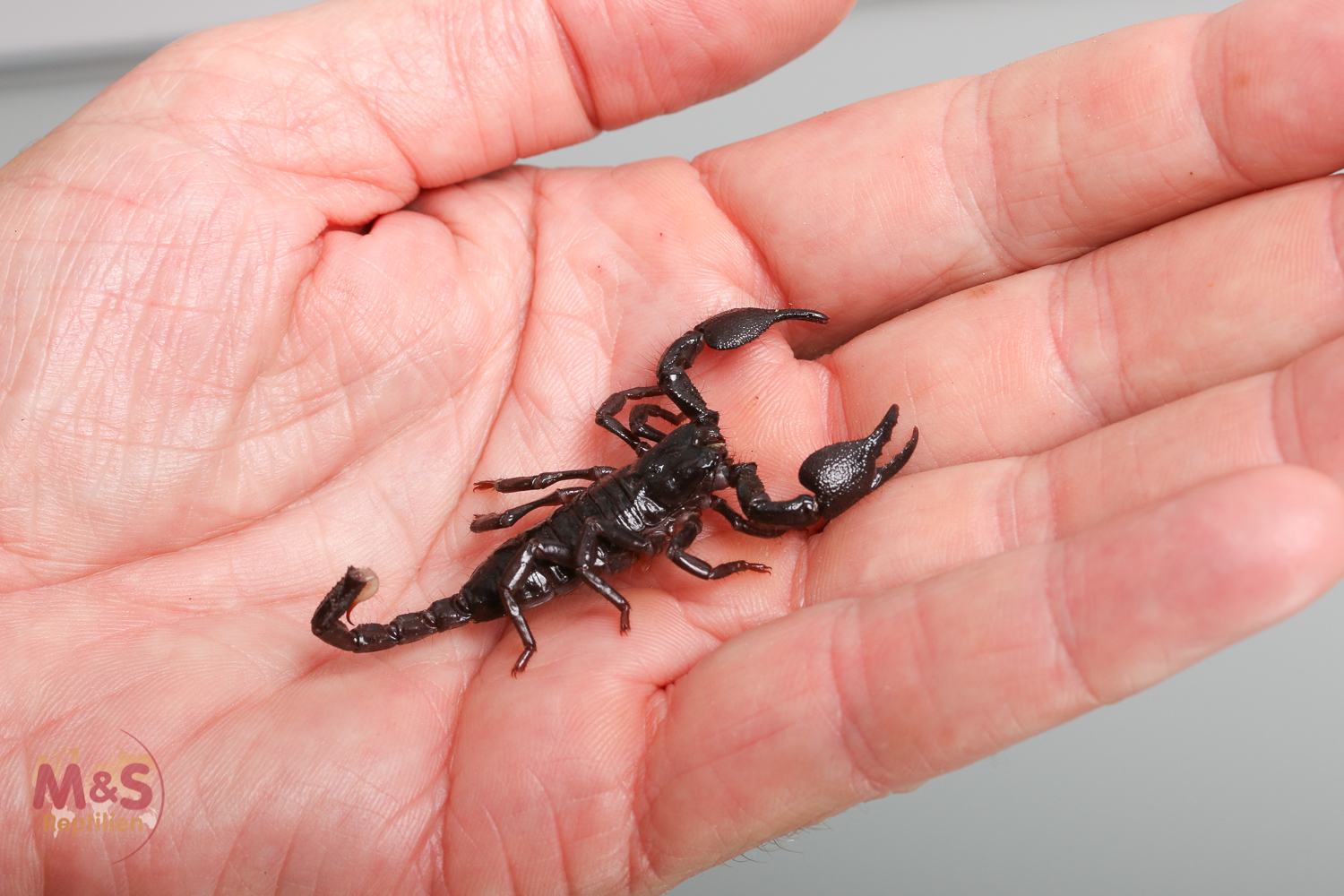 Kaiserskorpion NZ M&S '05/2024 ( medium-subadult) Pandinus imperator