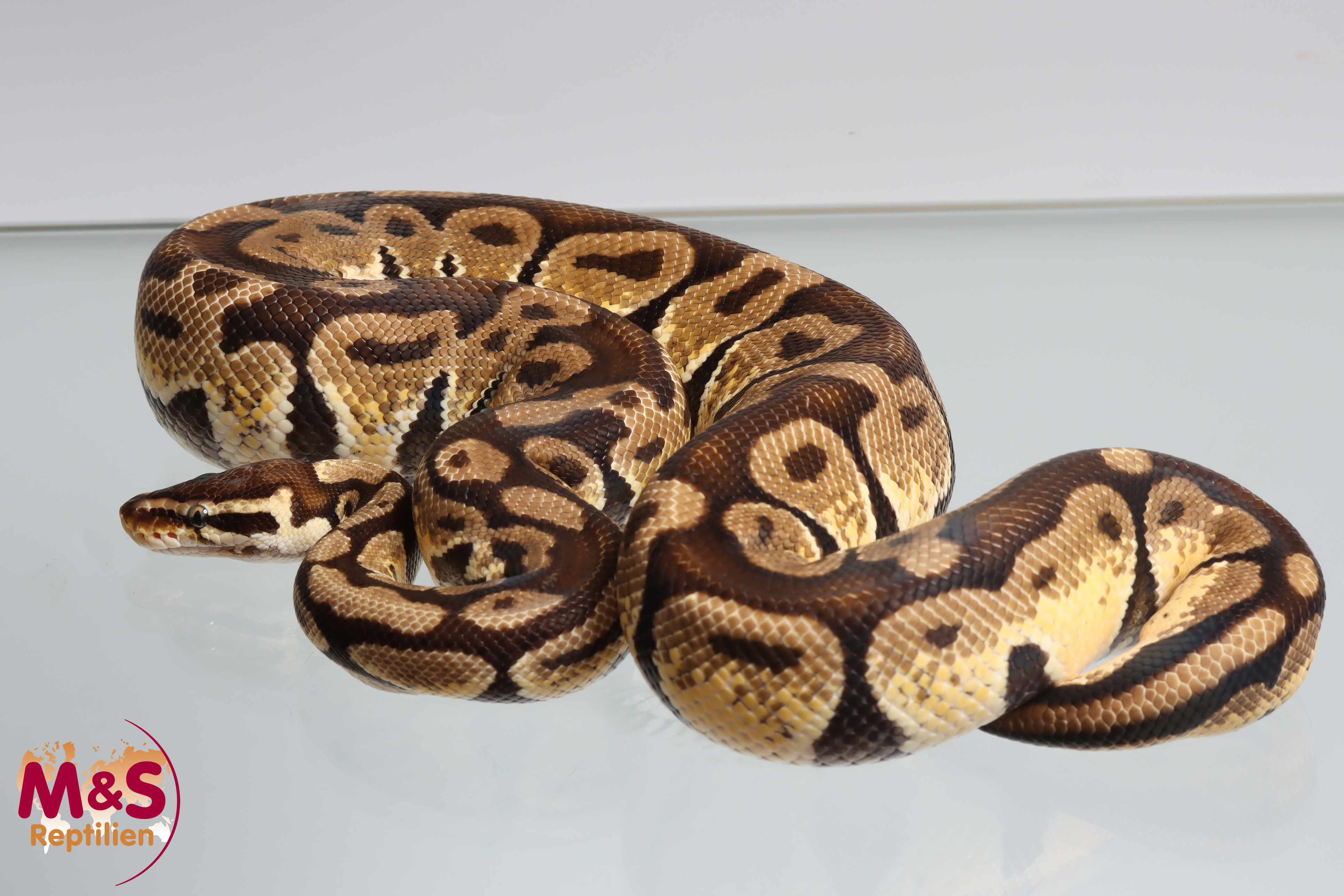 1.0 (Male) Creme - Pastel Königspython NZ´M&S´16 (adul) Python regius