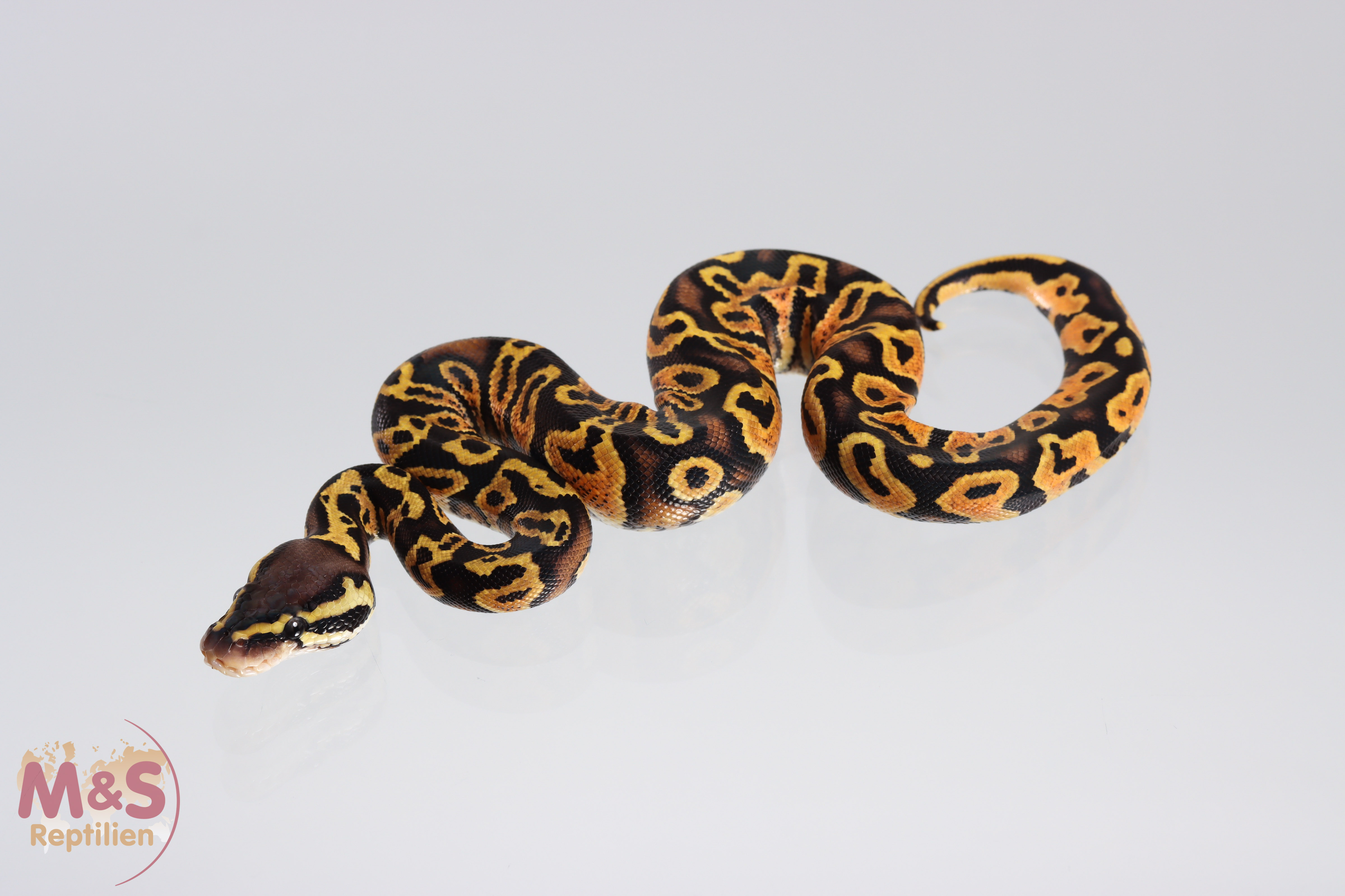 1.0 (Male) Gravel - Pastel Königspython NZ´M&S´21 Python regius