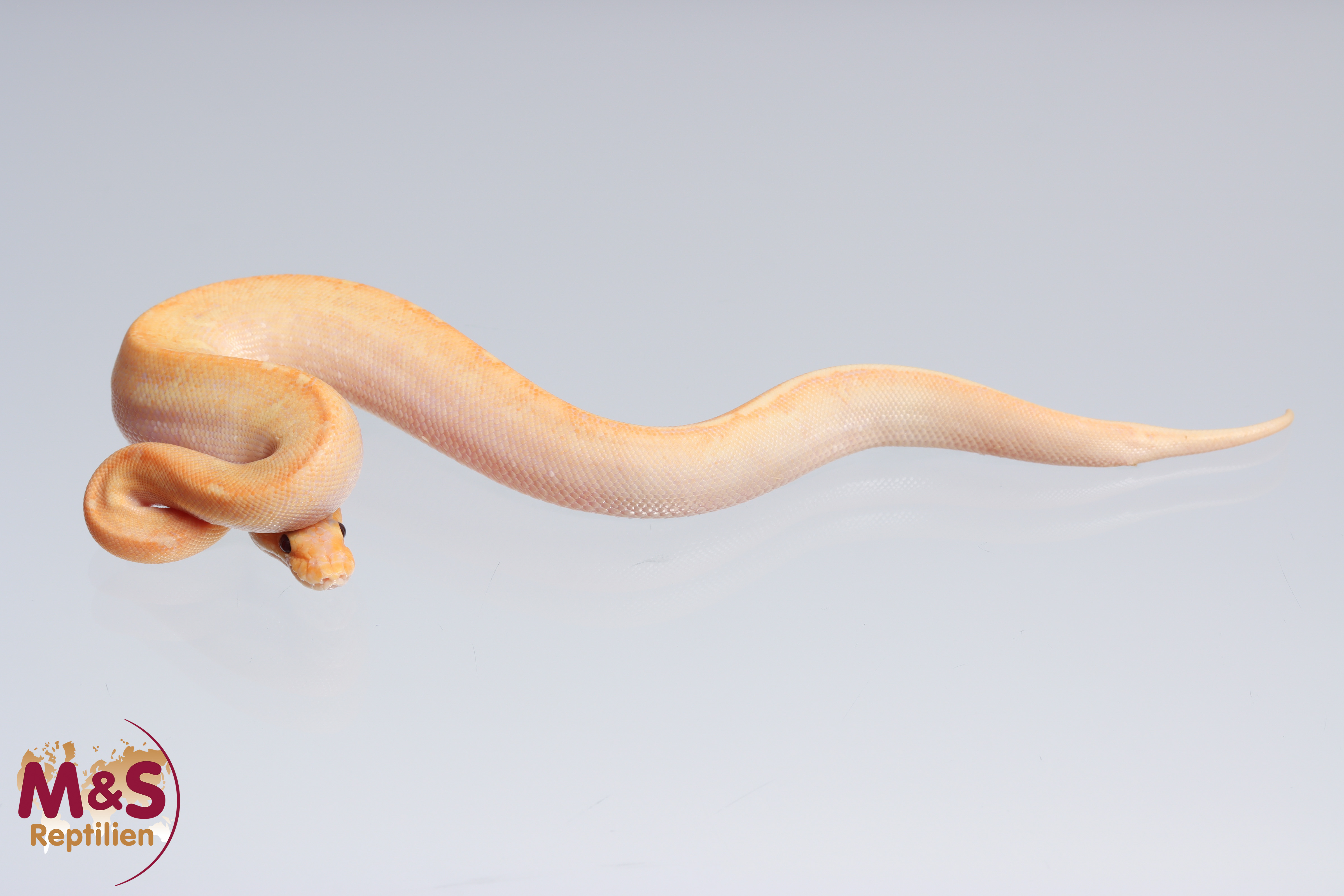 1.0 (Male) Ultramel ? - Coral-Glow (Banana) - Champagne Königspython NZ´M&S´22 Python regius
