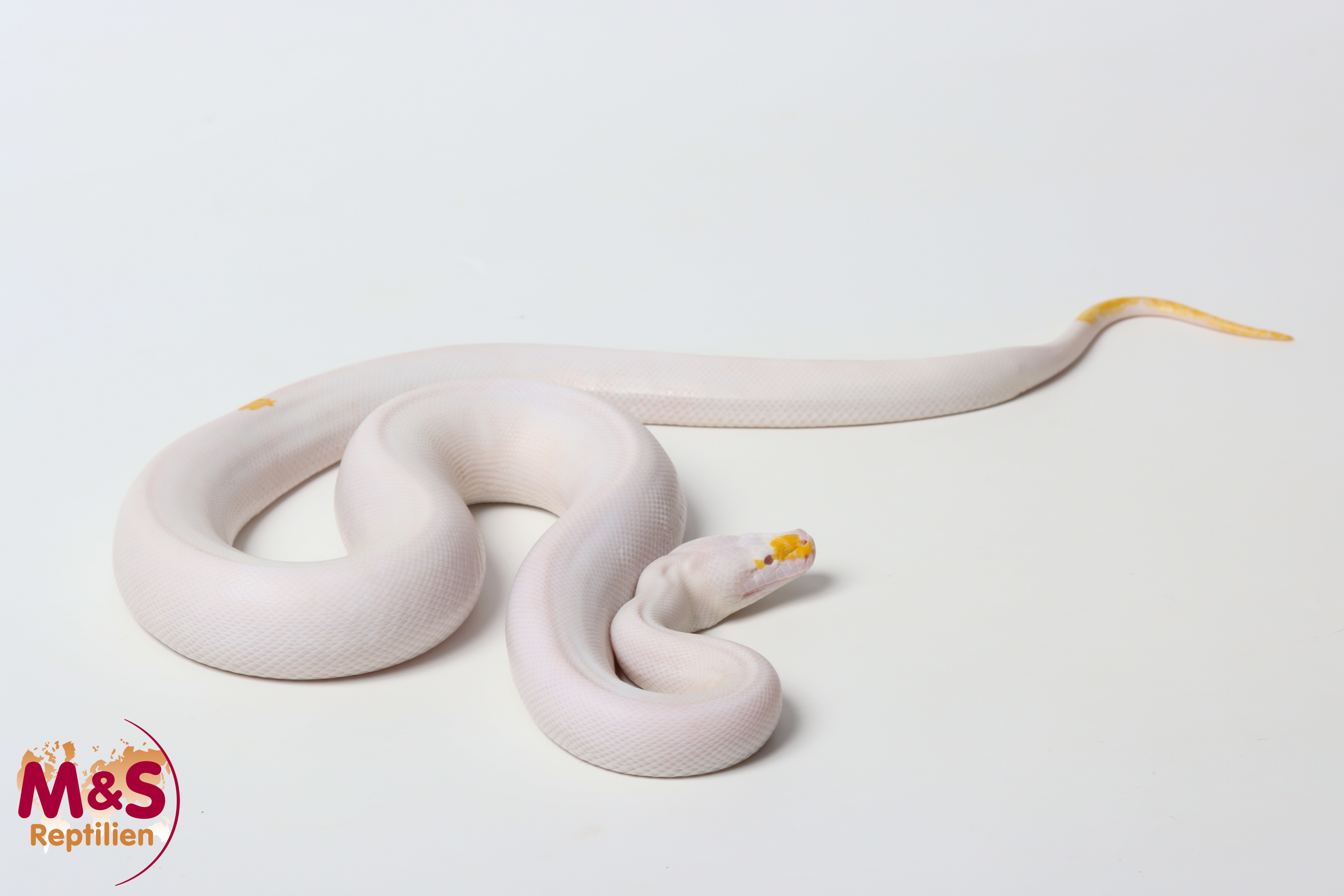 0.1 (Female) Albino Hypo Piebald 66%poss. Caramel Tigerpython NZ'25 (ca. 90cm) Python bivittatus (Originalbild)