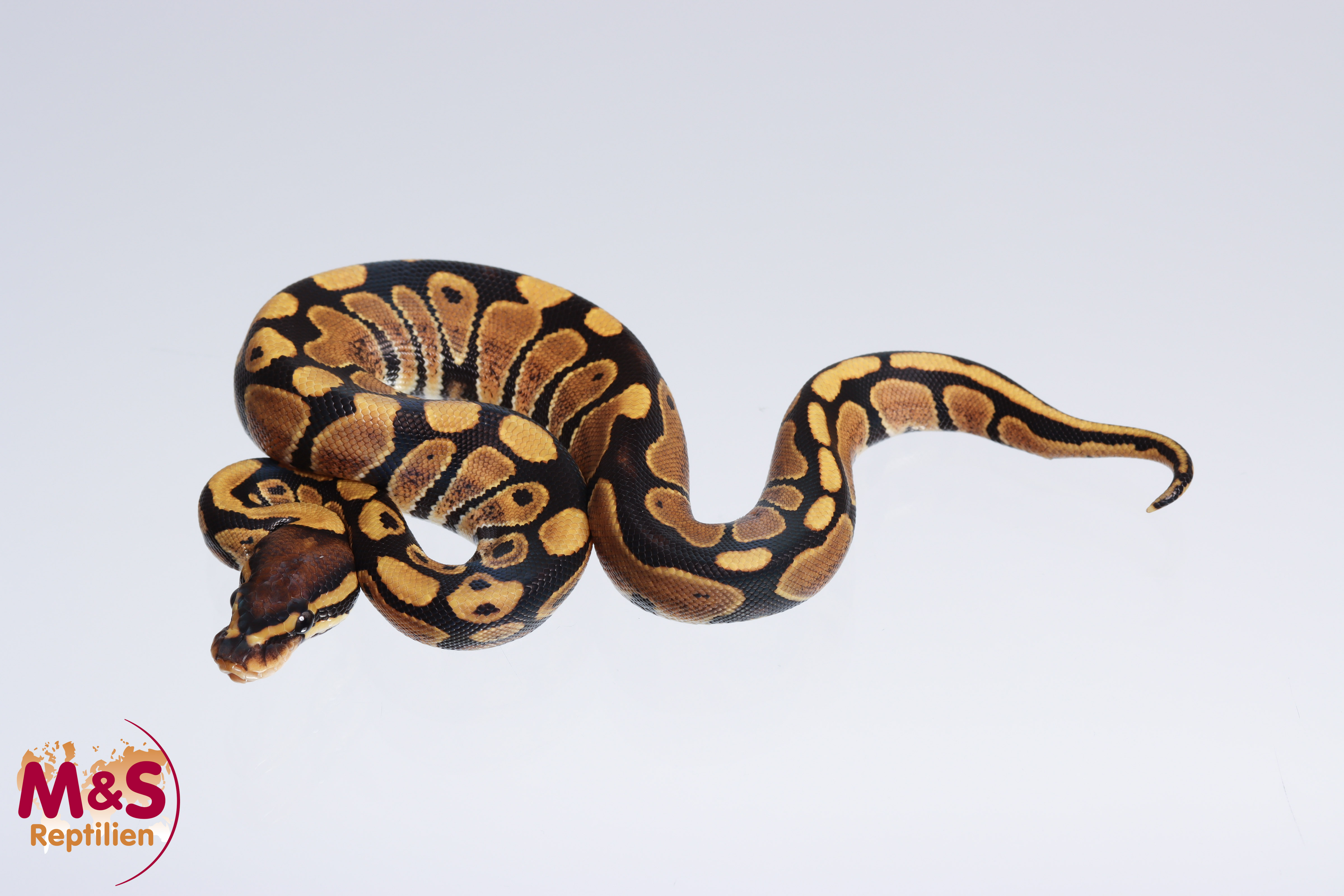 0.1 (Female) 100% doppel hetero Caramel - Ghost Königspython NZ´M&S´22 Python regius