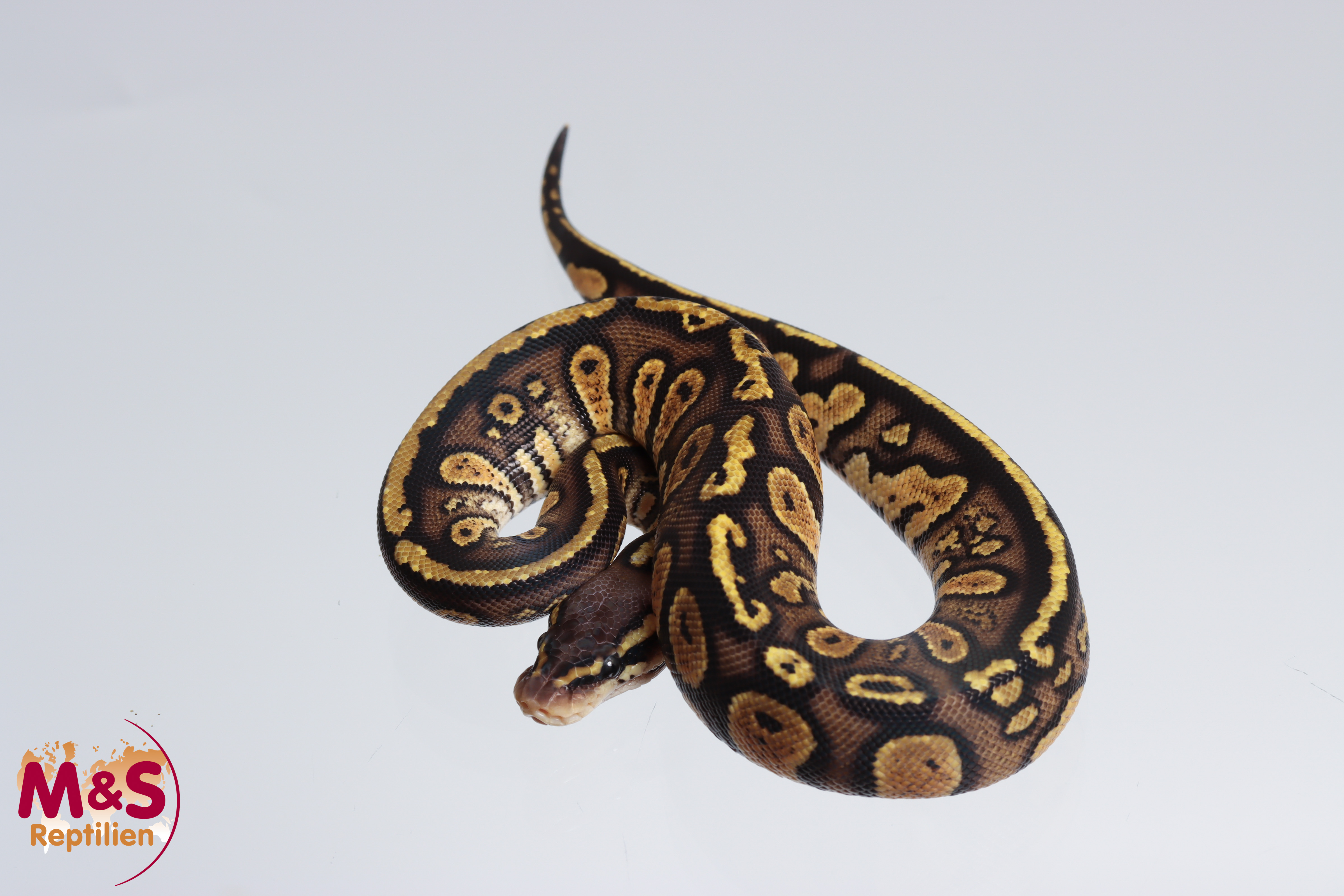 0.1 (Female) Stranger Pastel Königspython NZ´M&S´24 Python regius