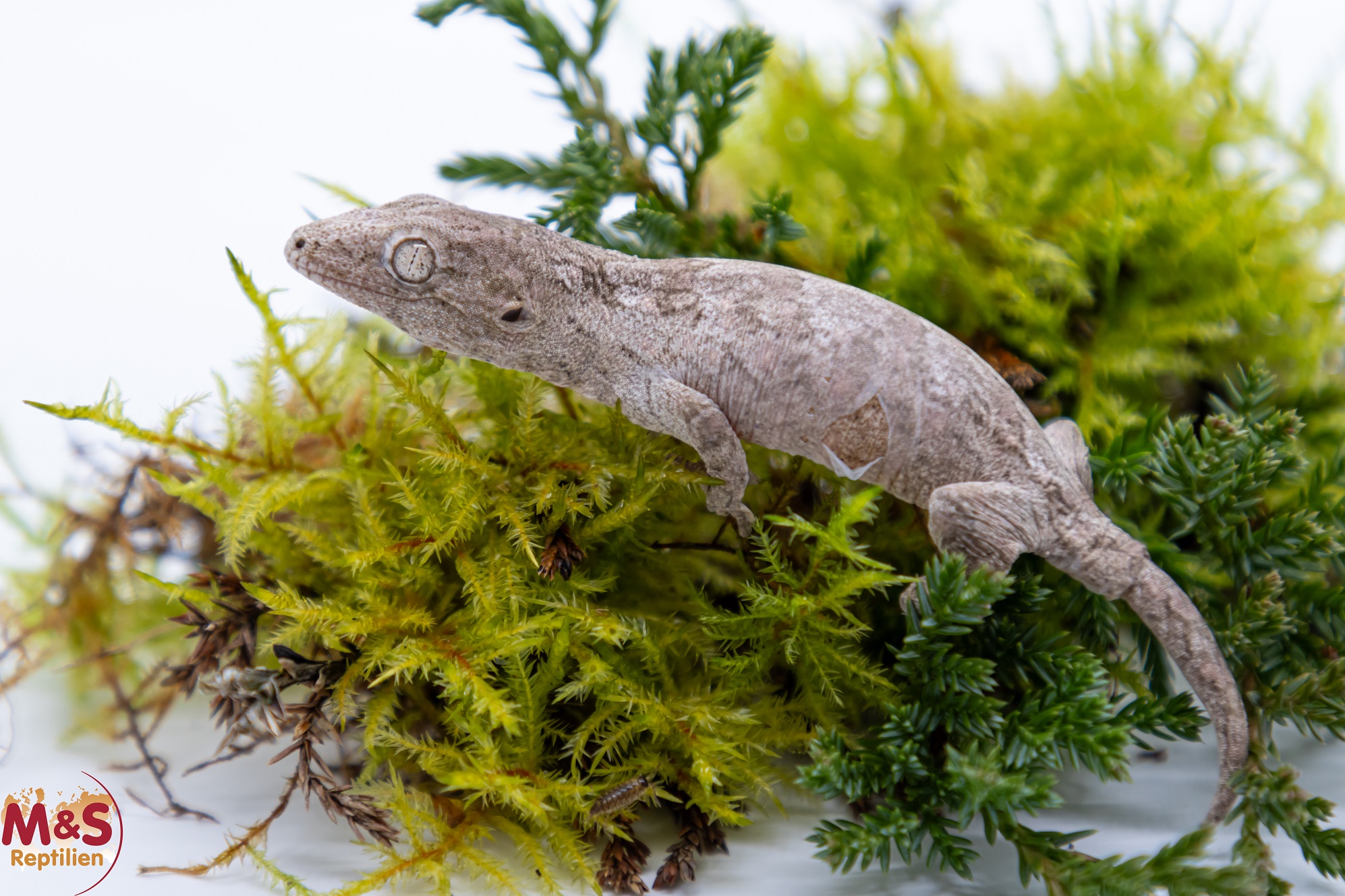 1.0 (Male) Riesengecko -Nuu Ami- (small-medium) NZ´ 24 Rhaco. leachianus (Originalbild)