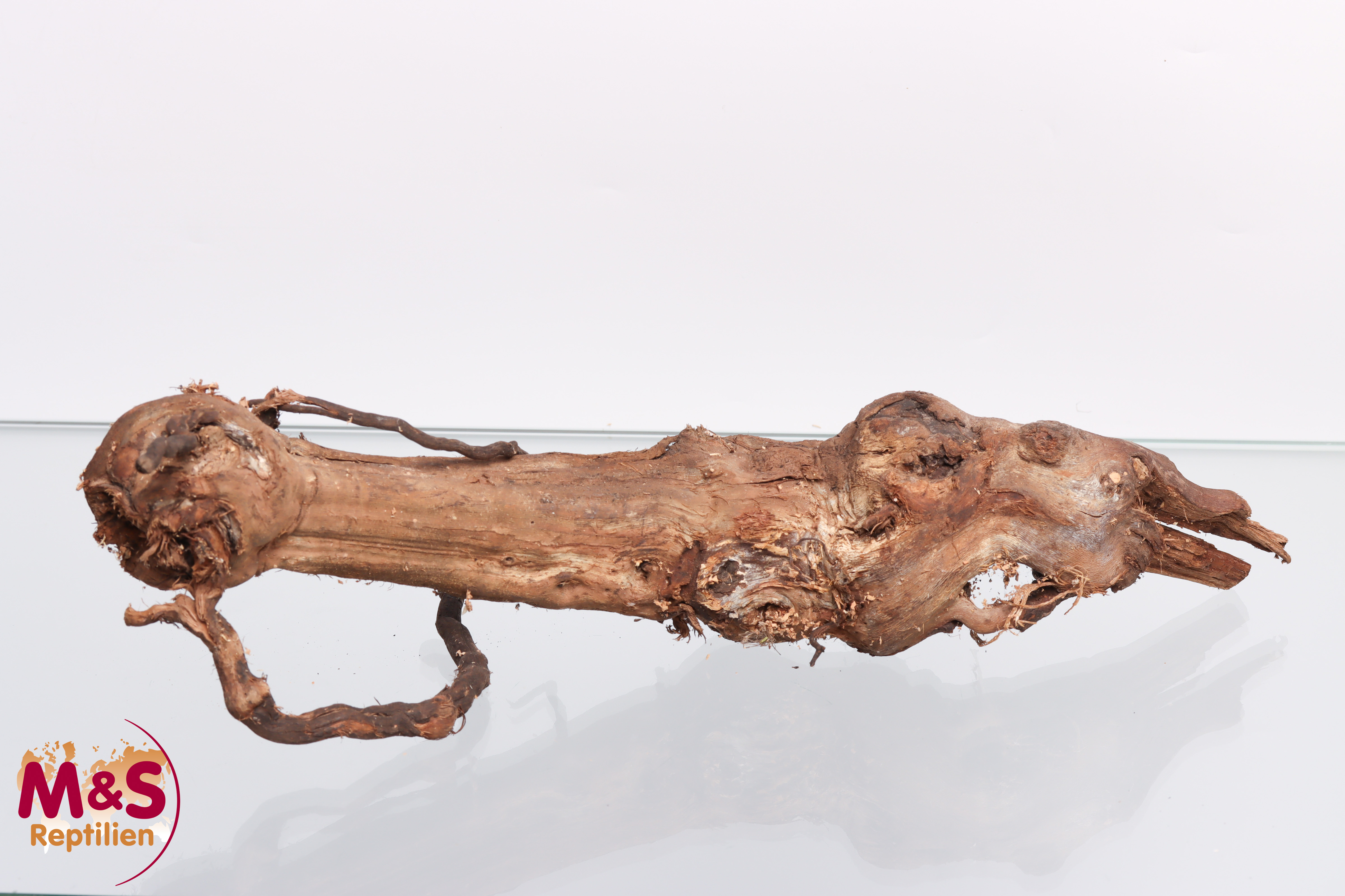 Rebwurzel einfach - small - ca. 30-40 cm ( unbestrahlt )