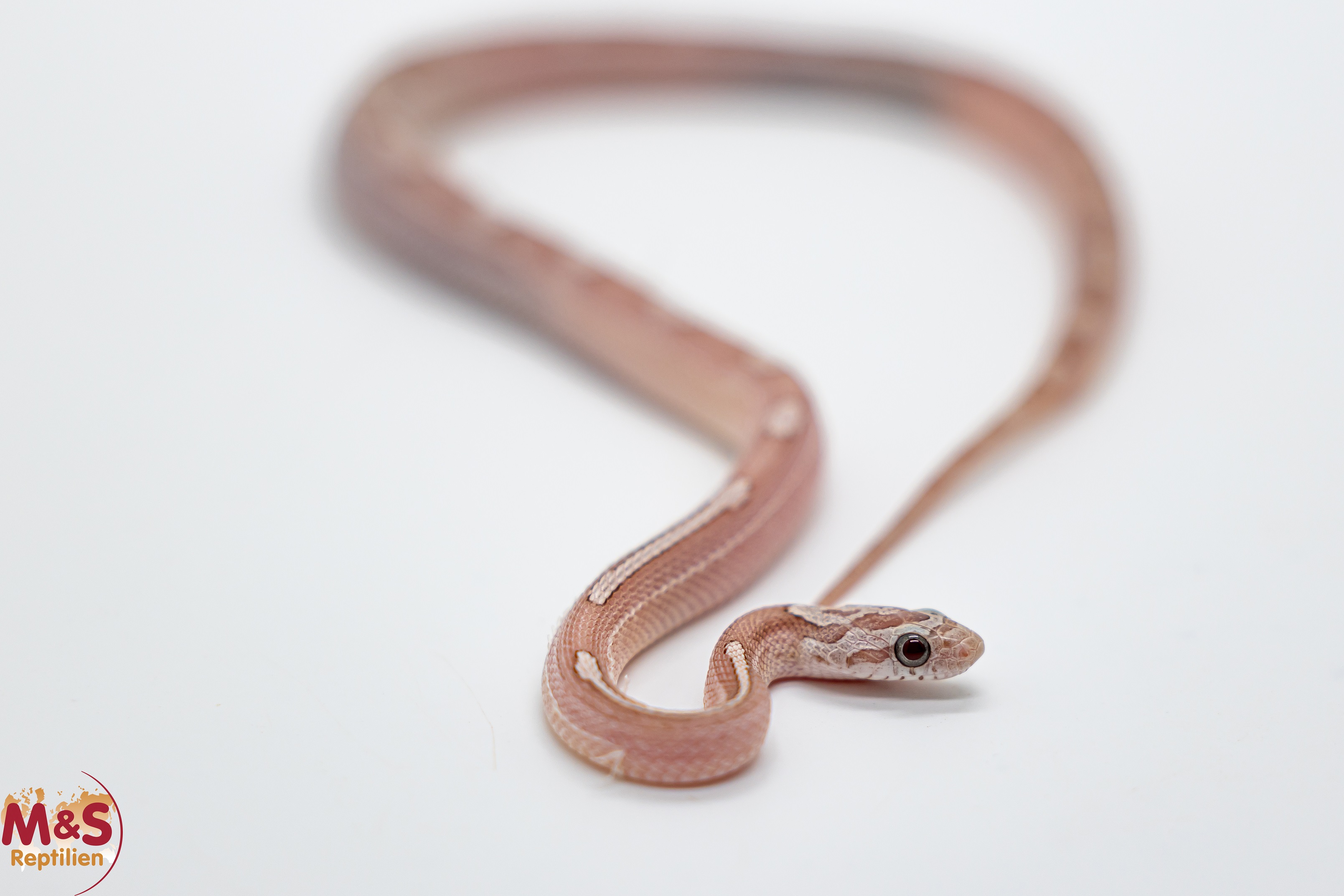 1.0 (Male) Ghost Bloodred Motley Kornnatter NZ'25 ( ca. 30 cm) Pantherophis guttatus