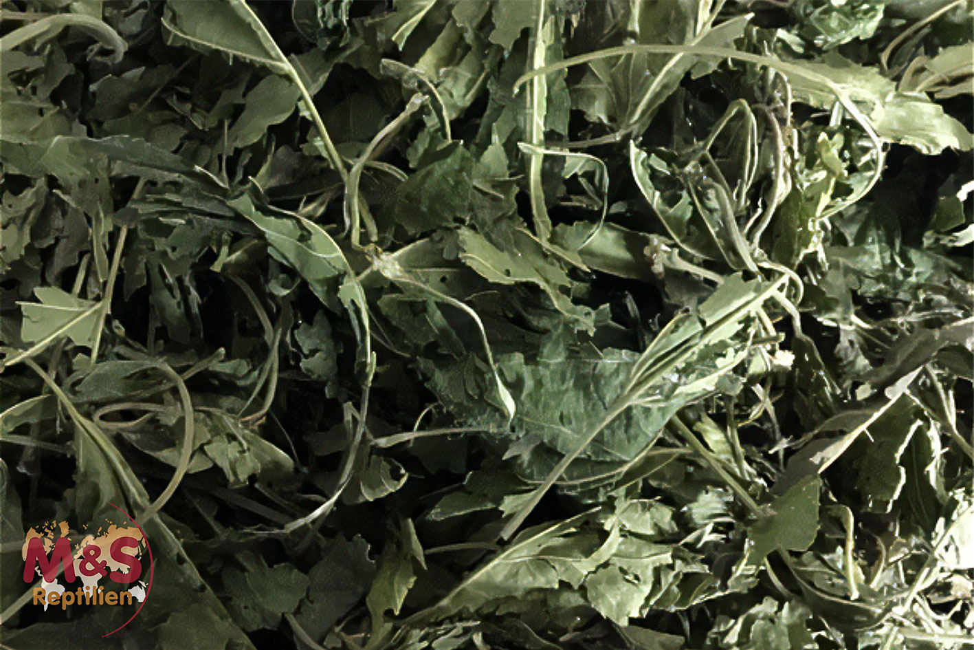 Maulbeerblätter, getrocknet (250 g)