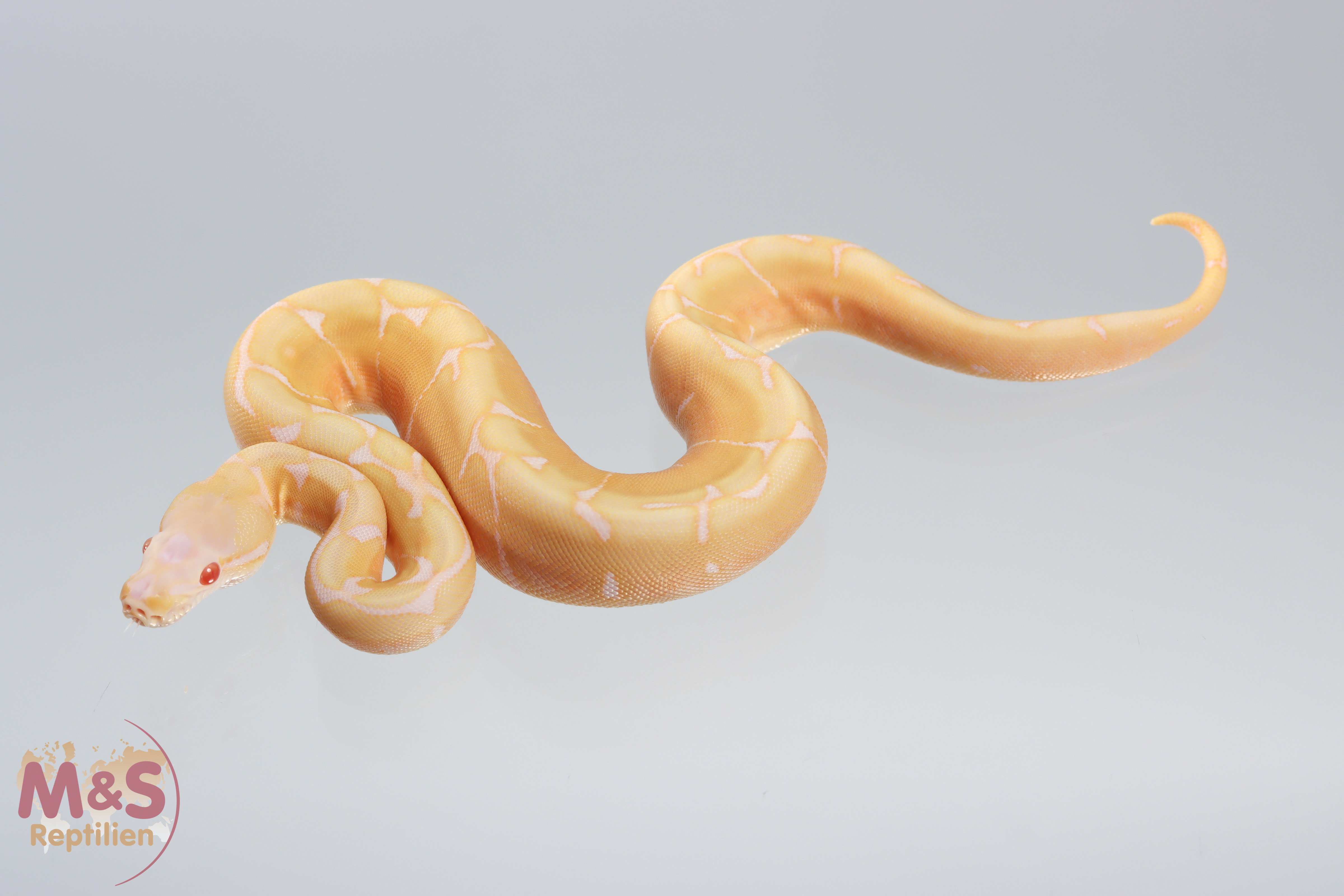0.1 (Female) Albino - Scaleless Head Königspython - Spider NZ´M&S´21 Python regius