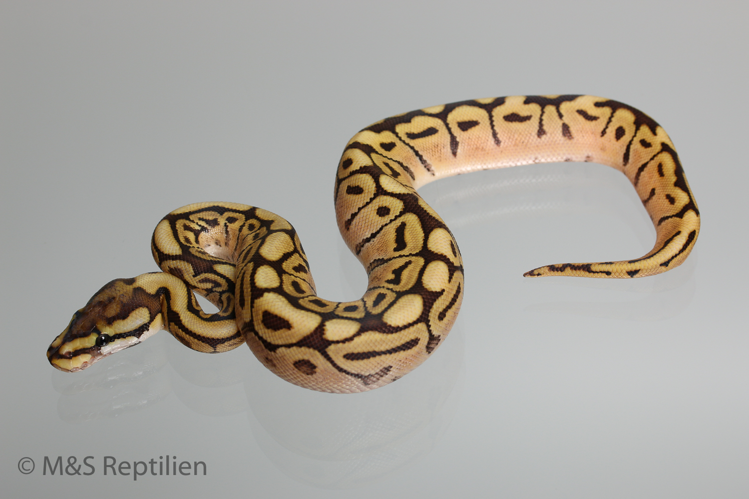 0.1 ( Female ) Mojave-Spider poss.Gravel (poss. Highway-Maker)Königspython NZ´M&S´16 Python regius