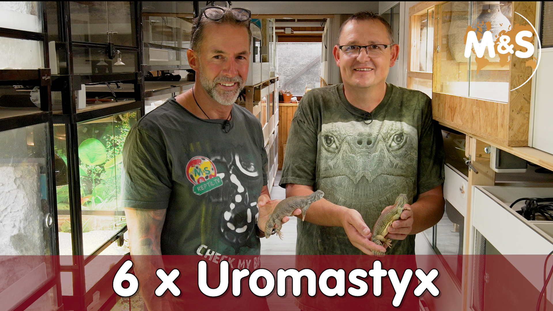 Dornschwanz-Agamen Paradies bei Jörg | Uromastyx