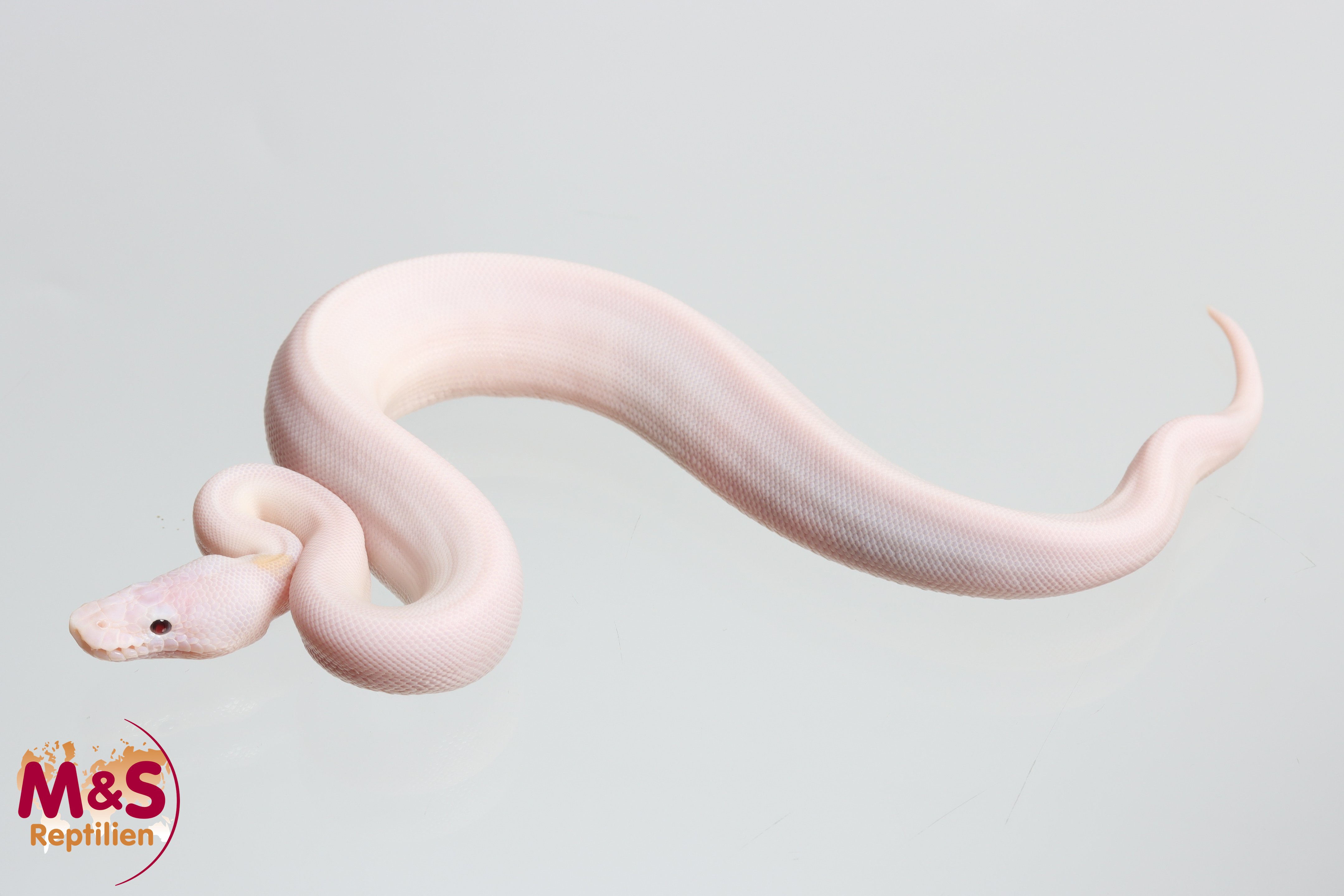 0.1 (Female) Piebald - Bamboo poss. Yellowbelly - Gene Königspython NZ´M&S´26 Python regius