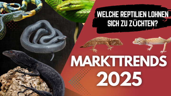 So NICHT! Reptilien richtig inserieren – Diese Fehler kosten dich Käufer!