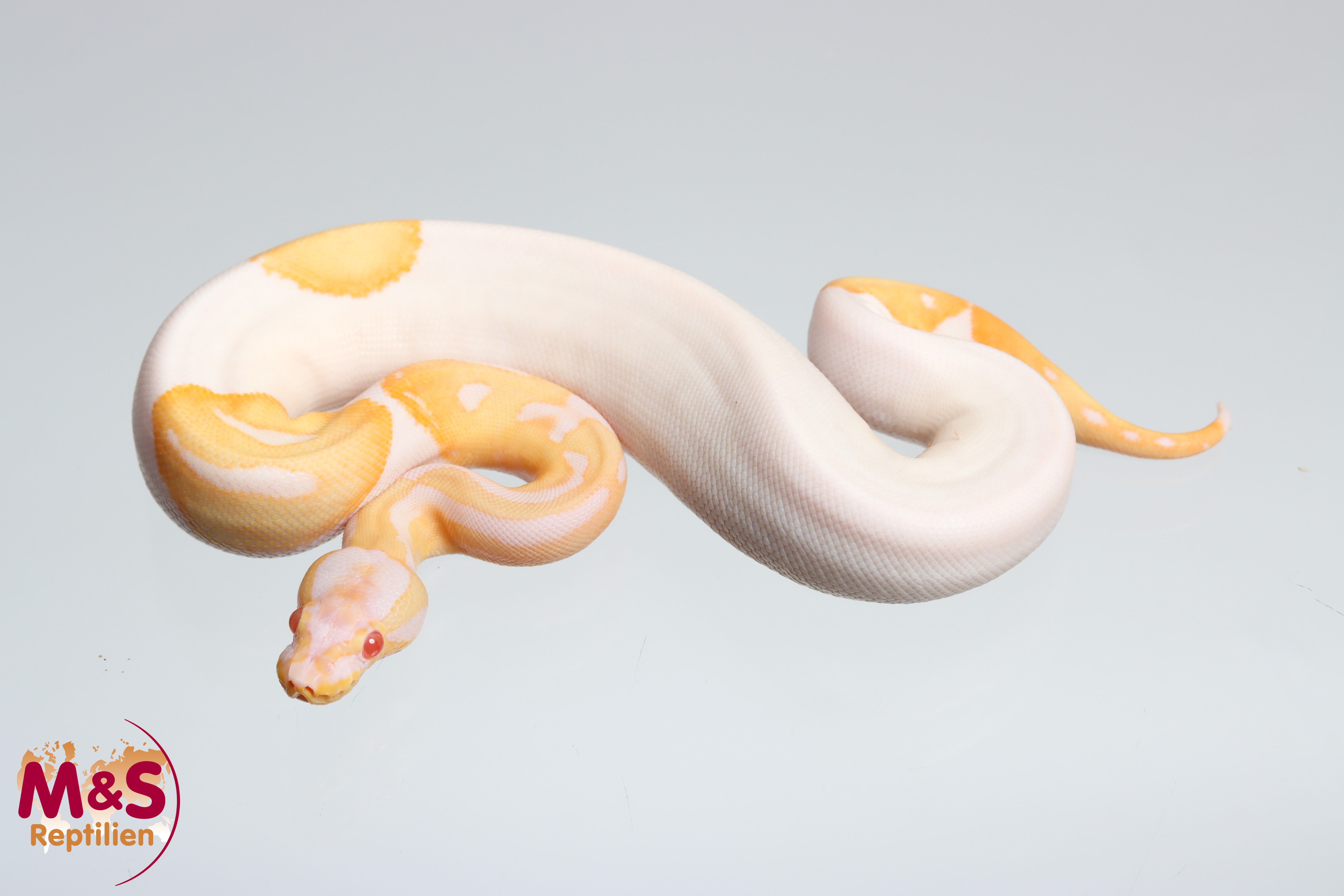 0.1 (Female) Albino-Piebald Königspython DNZ´25 Python regius