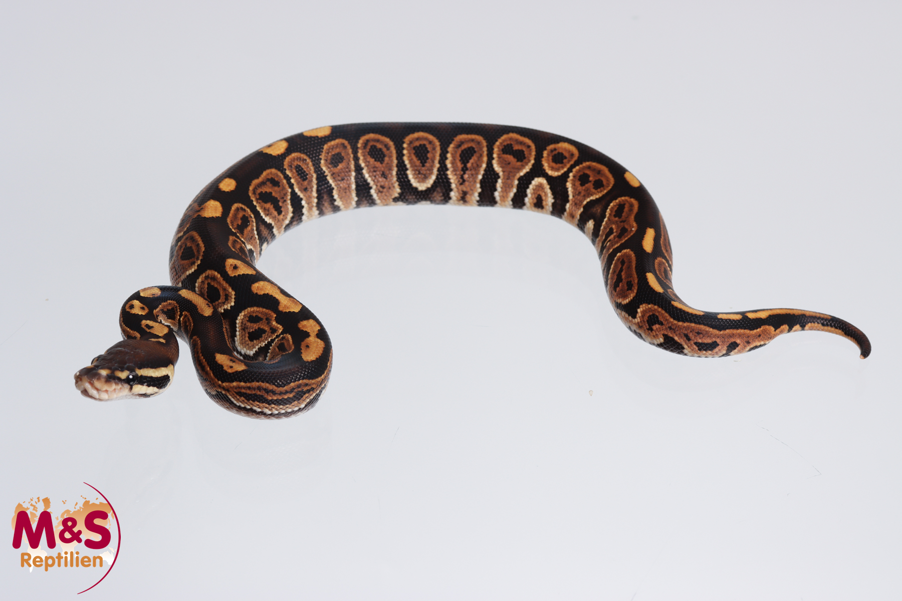 0.1 (Female) Cinnamon 100% hetero Albino Königspython NZ´M&S´23 Python regius