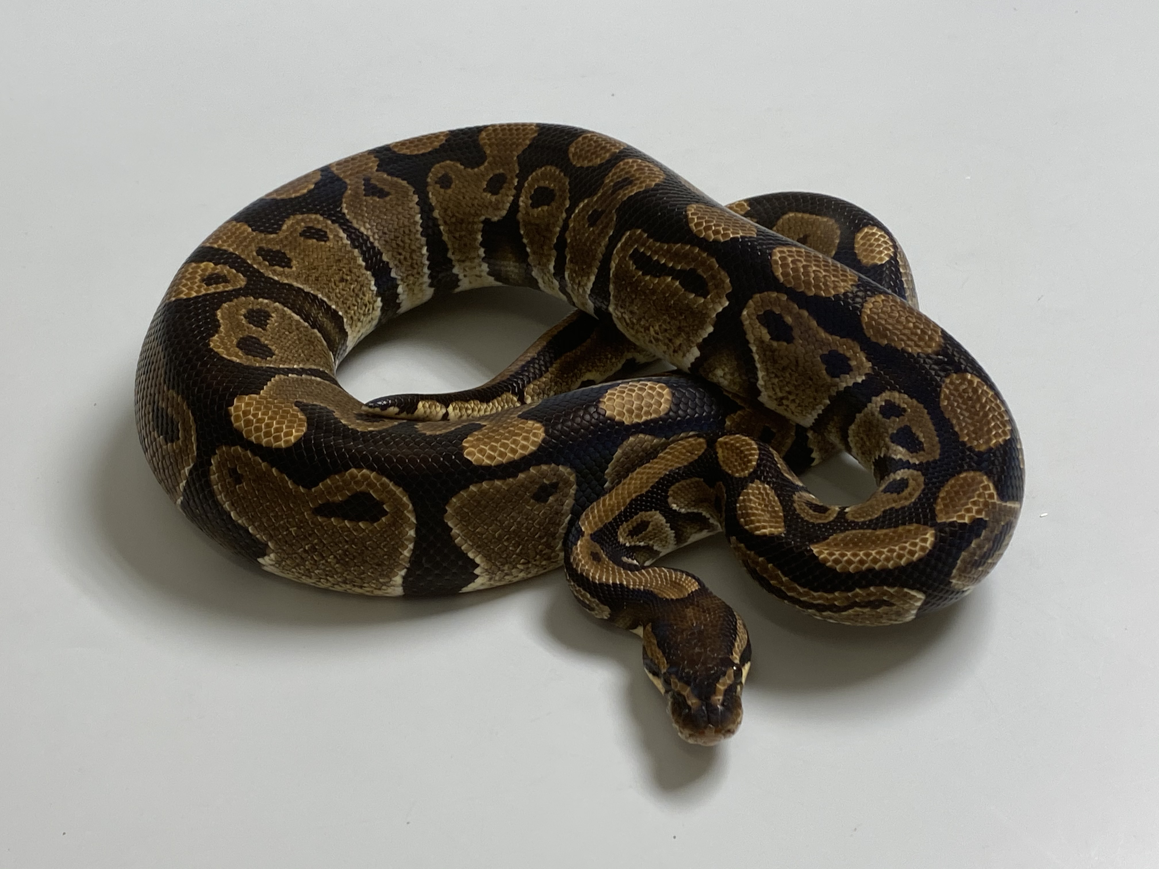 1.0 (Male) 50% poss. hetero Sunset Königspython NZ´M&S´16 Python regius