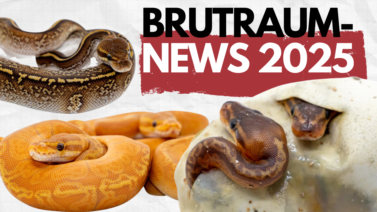 ⭐ Brutraum News 2025: Flops, Highlights & seltene Königspythons  ReptilTV 79.000 Abonnenten   290   Teilen