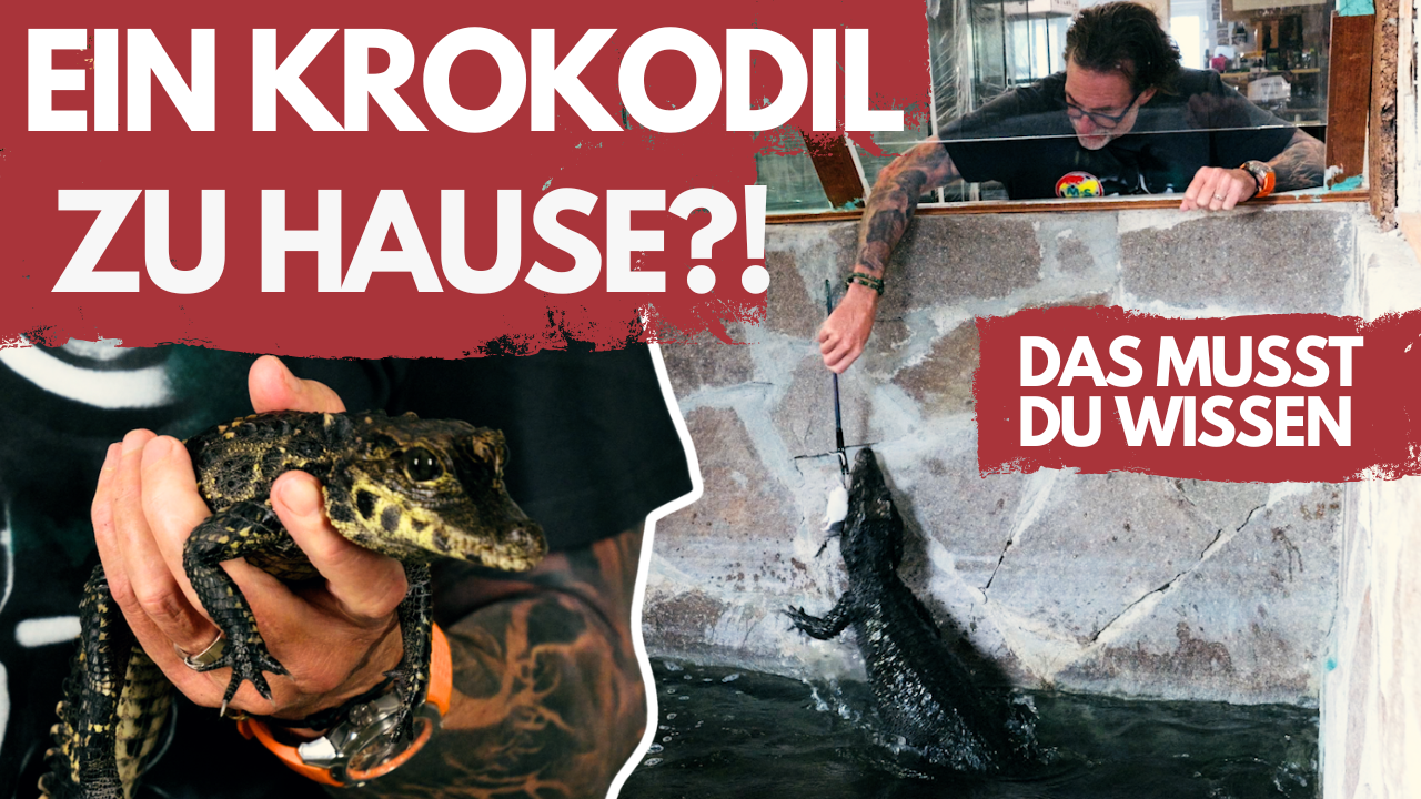 Krokodile als Terrarientiere 🐊 – Haltung, Kosten und Realität.