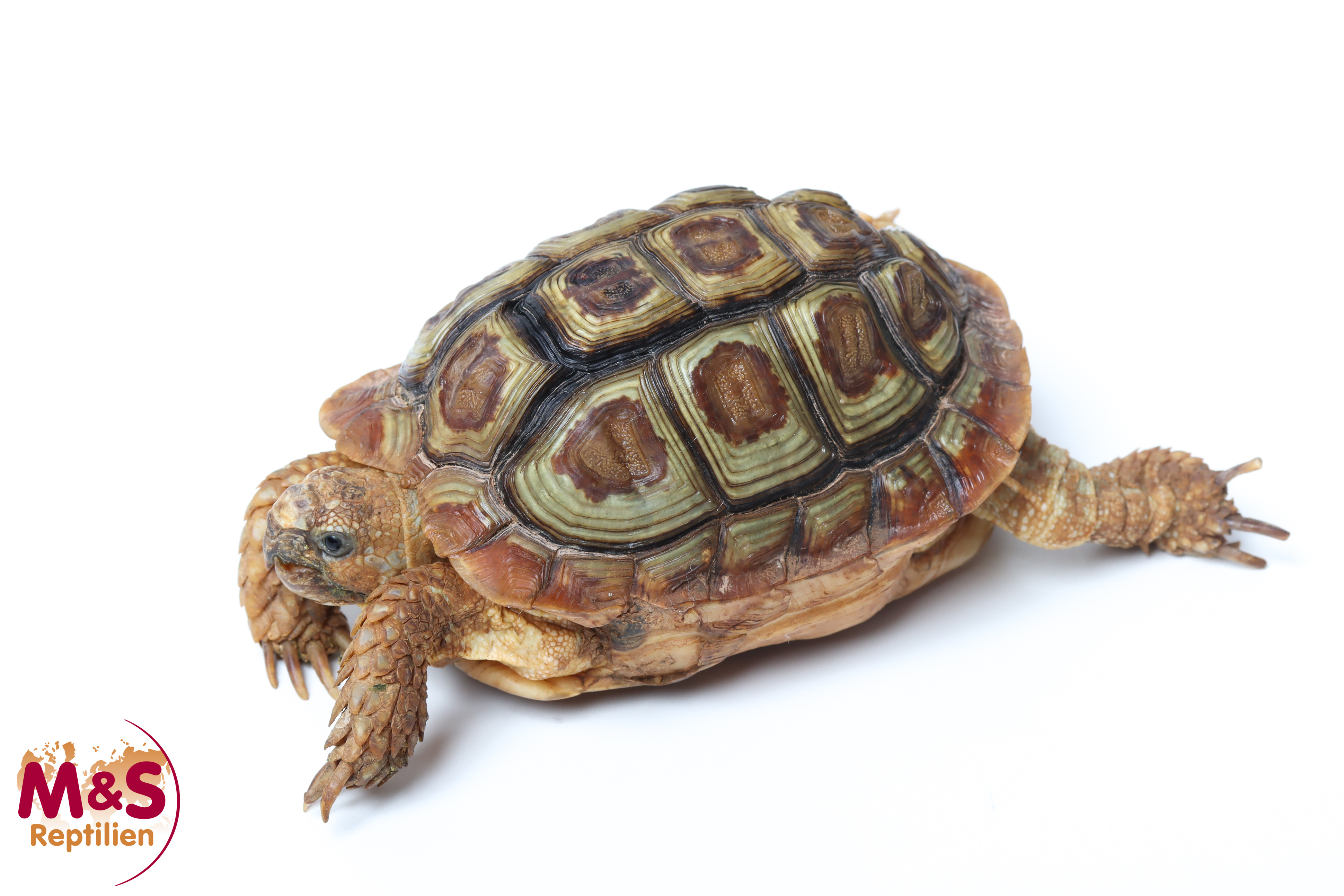 0.1 (Female) Areolen Flachschildkröte NZ' 2000 Homopus areolatus (Originalbild)