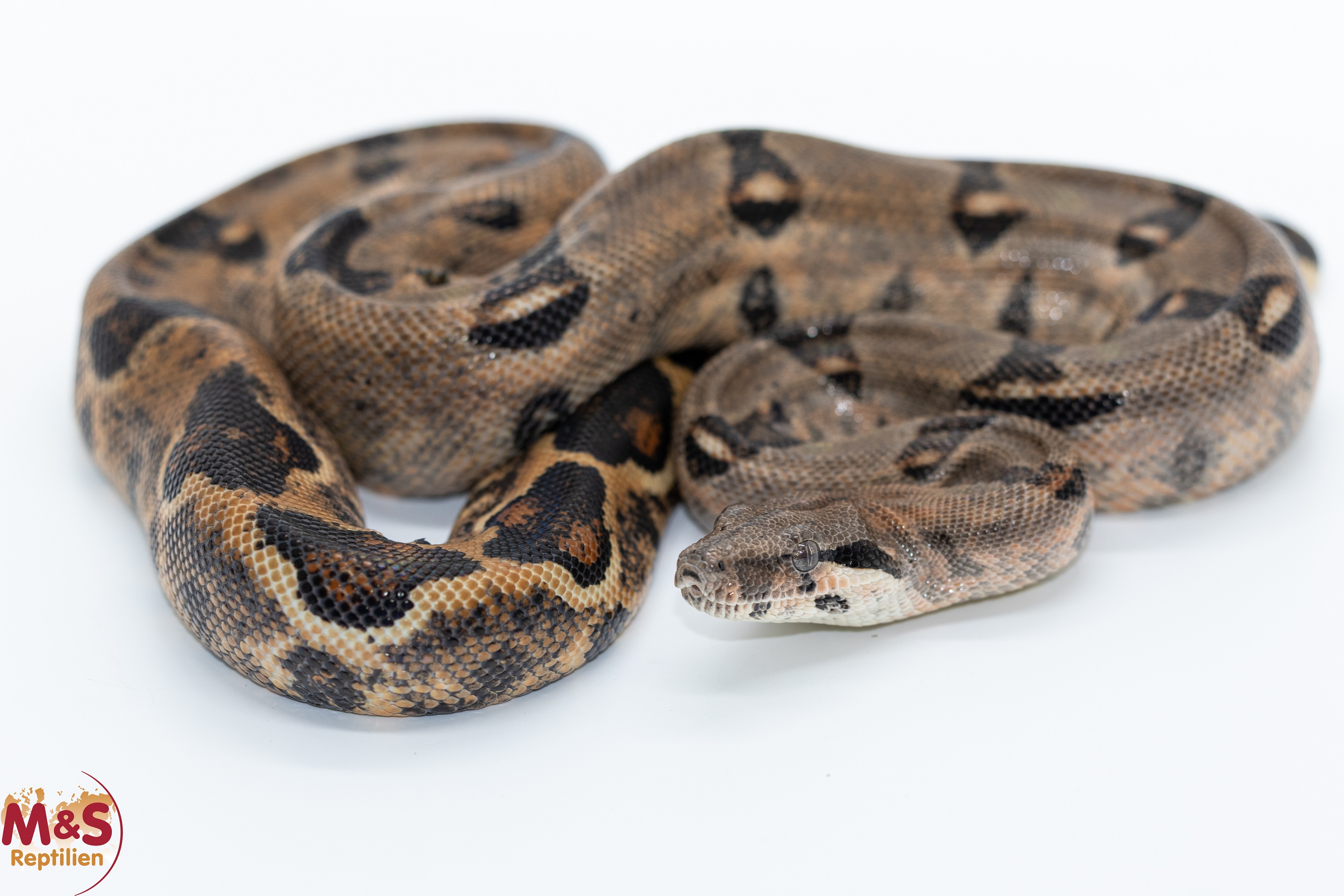 0.1 (Female) Equador Boa NZ´24 (ca. 80 cm) Boa c. imperator (Originalbild)