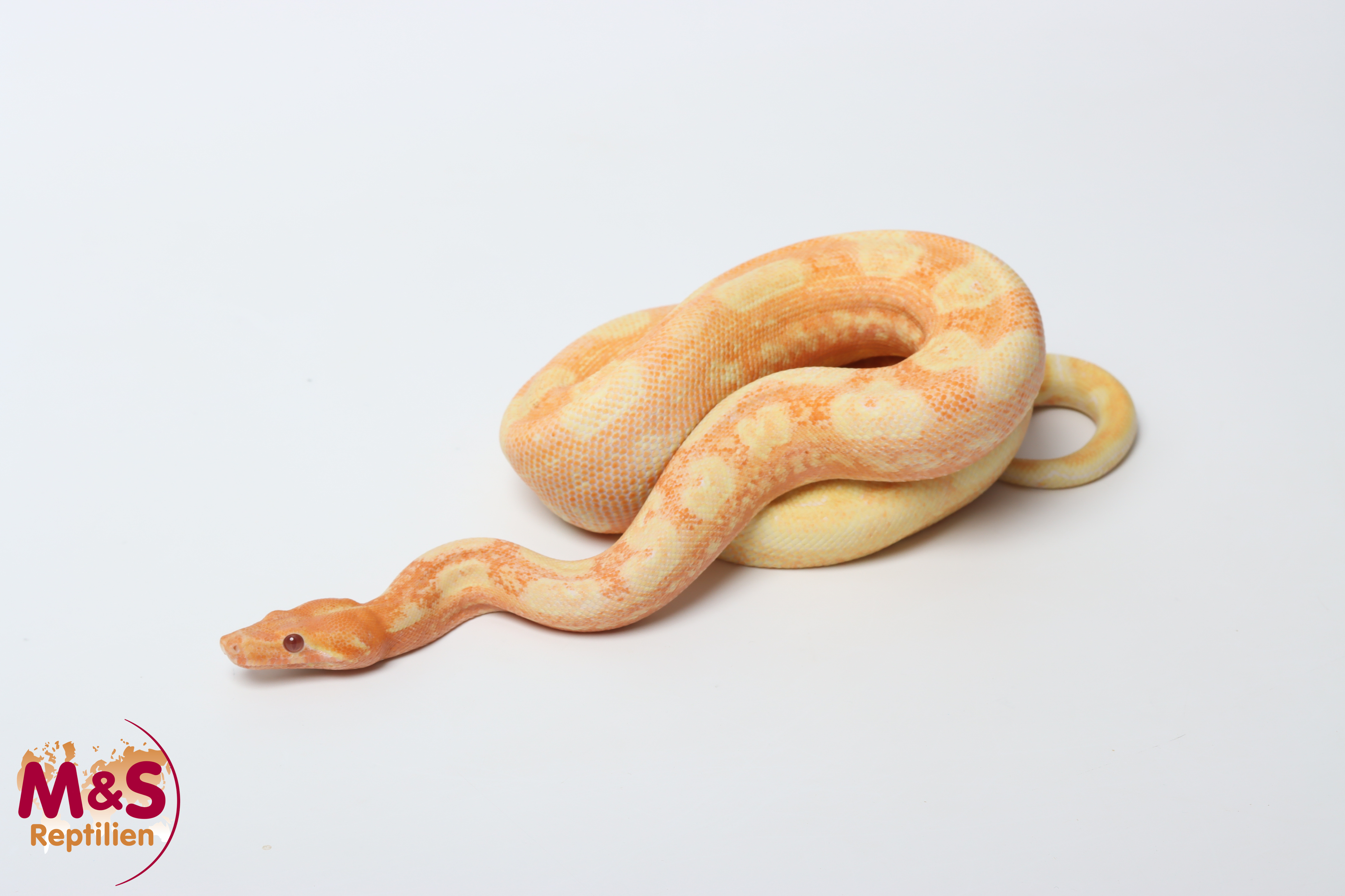 1.0 (Male) Albino Leopard 100% het Anery 1  NZ'24 (ca.100cm)  Boa c. imperator (Originalbild)