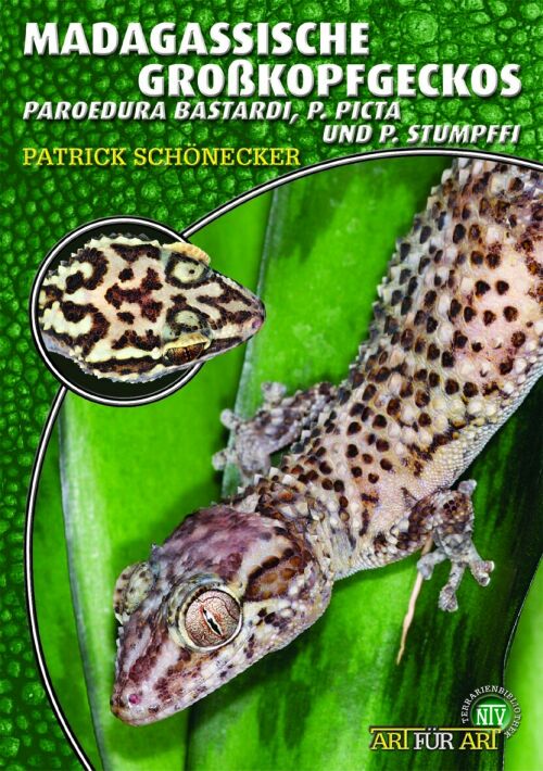 Madagassische Großkopfgeckos - Paroedura bastardi, Paroedura picta, Paroedura stumpfii (Schönecker)