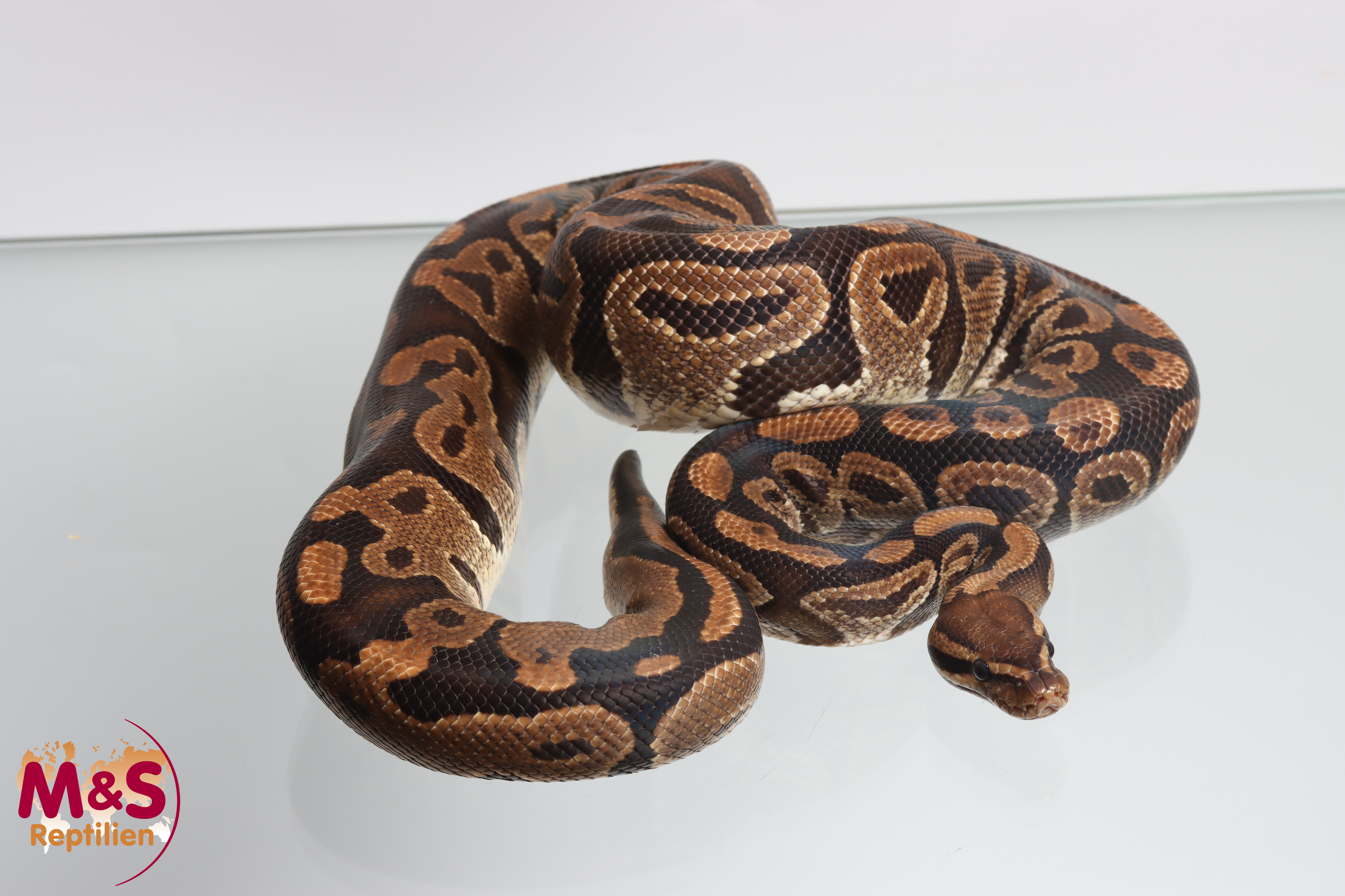 1.0 (Male) 50% poss. hetero Sunset Königspython NZ´M&S´16 Python regius