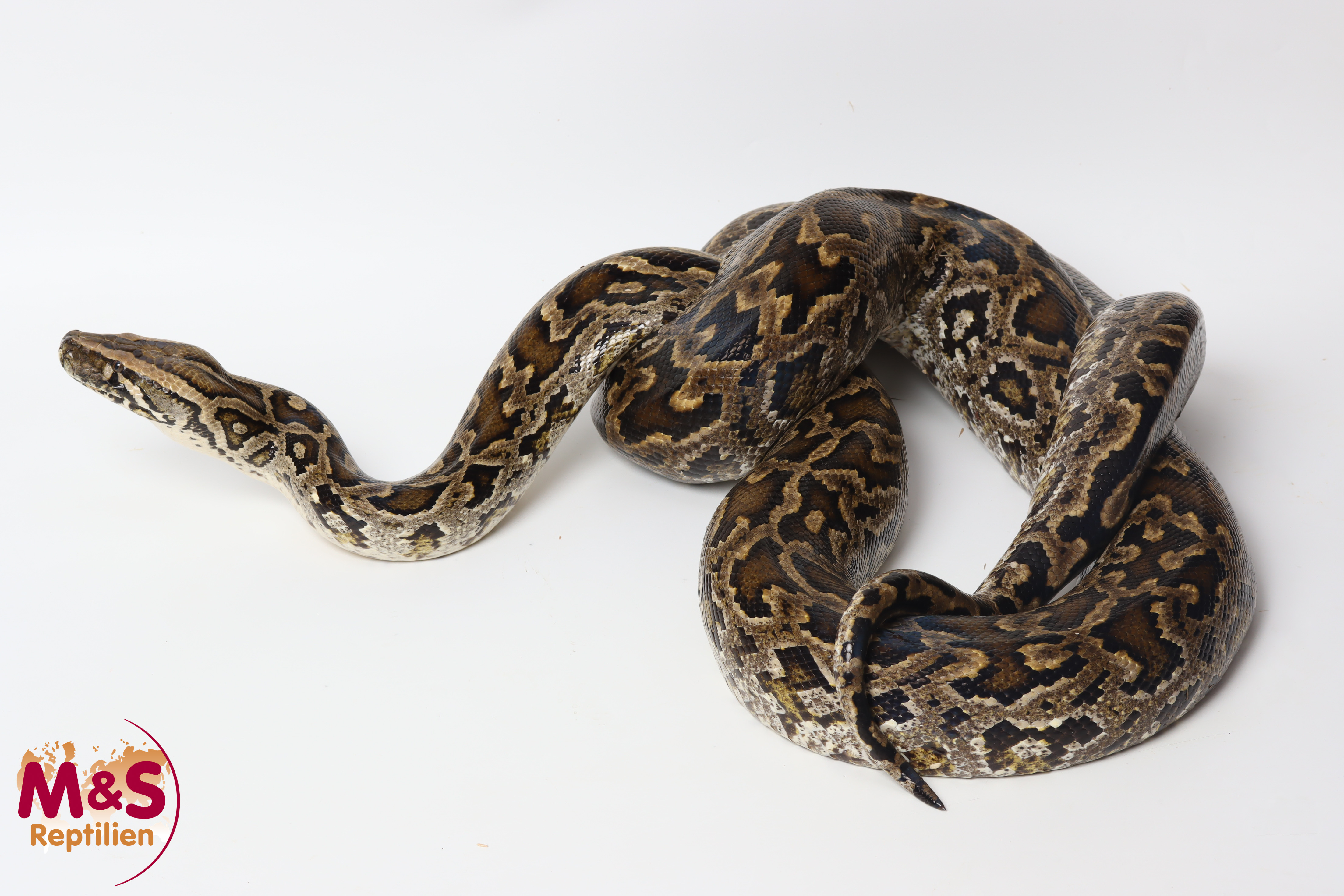 0.1 (Female) Zwerg-Tigerpython NZ'18 (ca. 240 cm) Python bivittatus progschai (Originalbild)