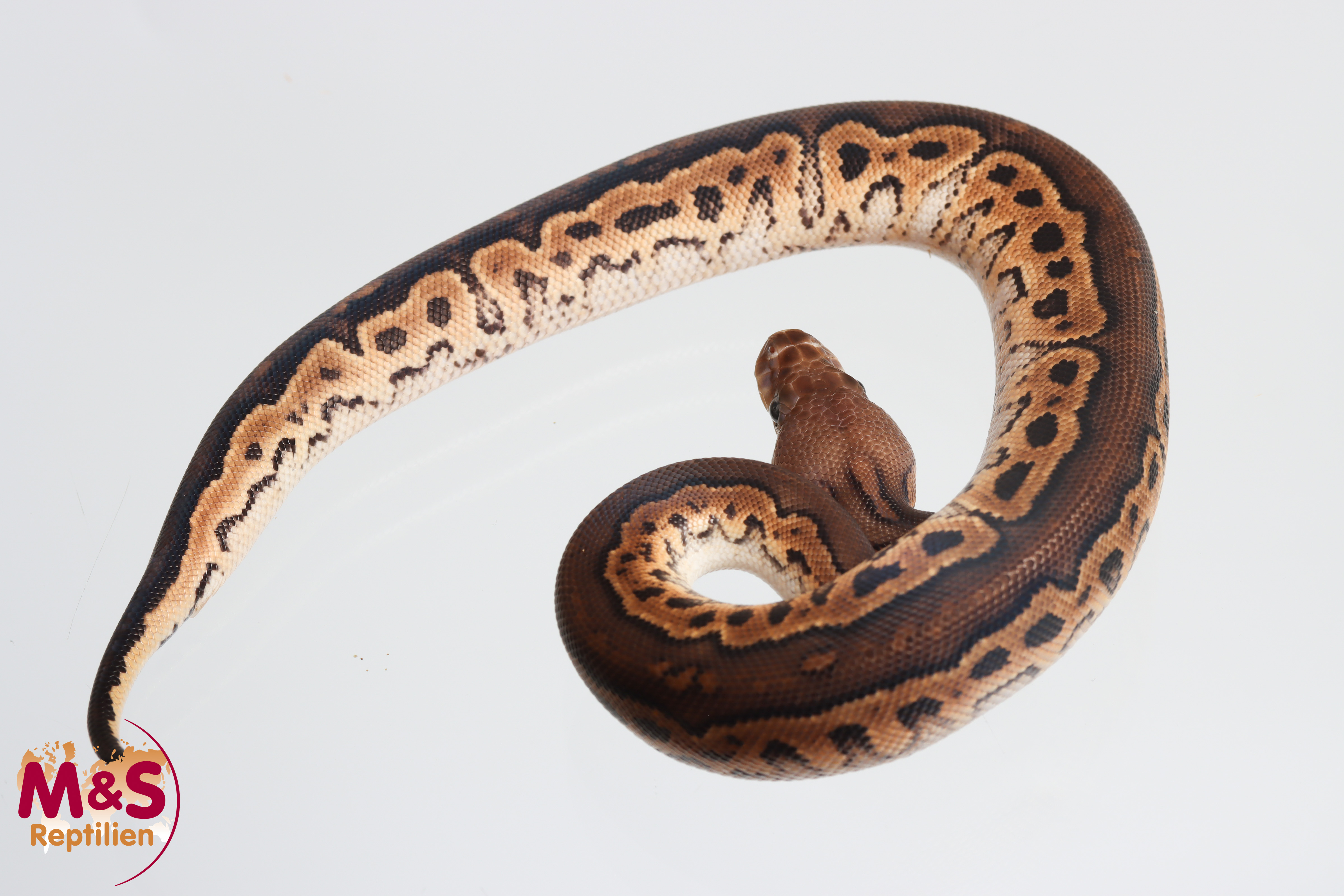 1.0 (Male) Clown - Cinnamon Königspython NZ´M&S´26 Python regius