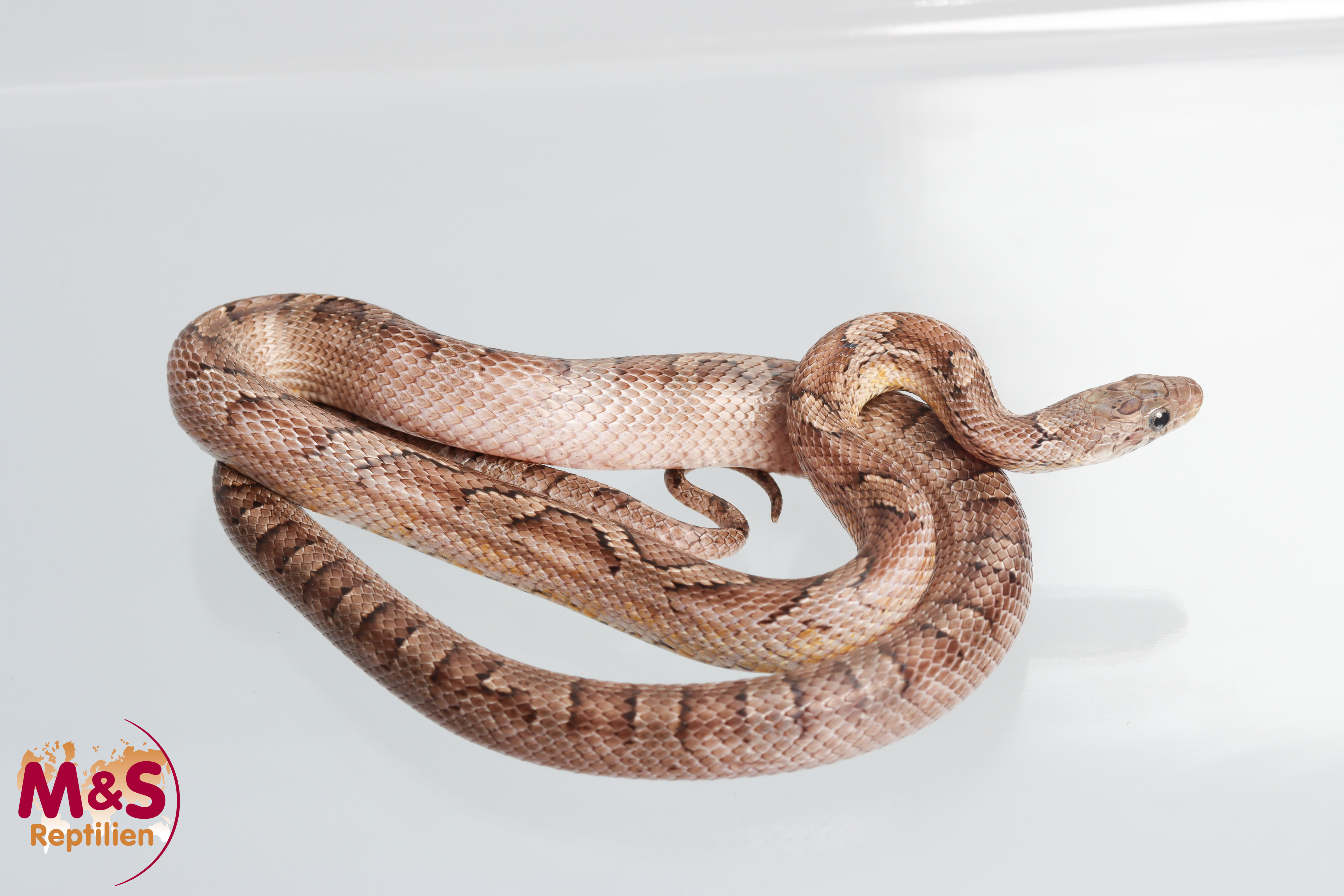 Granite ( het Sunkissed,Lava,Stripe,Charcoal) Kornnatter NZ´24 (ca.50 cm) Pantherophis guttatus (Symbolbild)